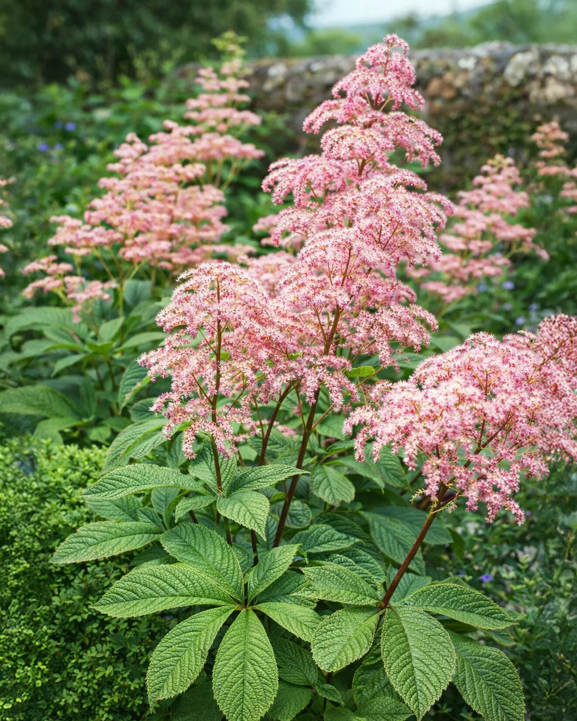 Rodgersia 'Elegans' - Image 6
