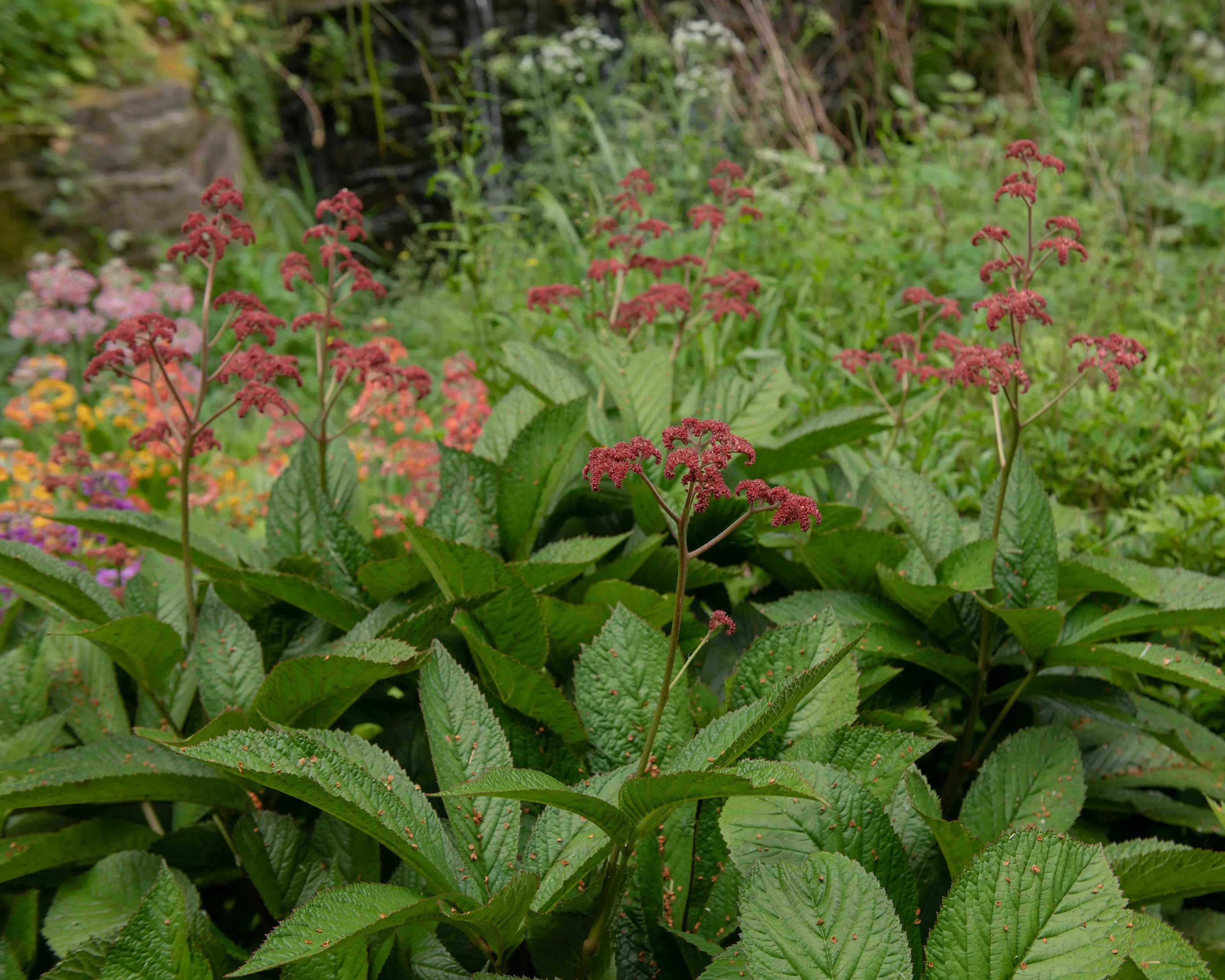 Rodgersia 'Superba' - Image 3