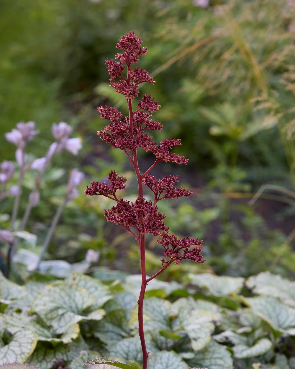 Rodgersia 'Superba' - Image 5