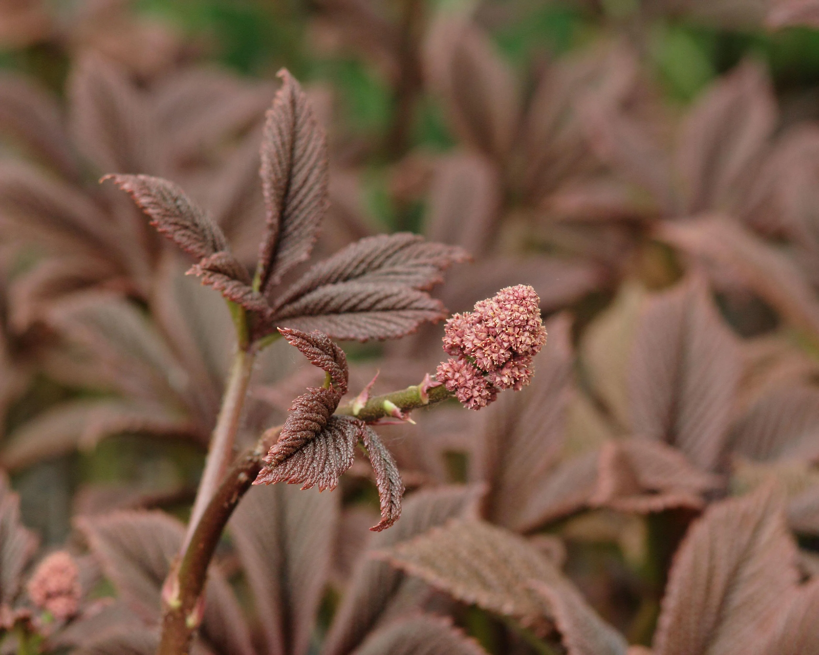 Rodgersia 'Superba' - Image 8