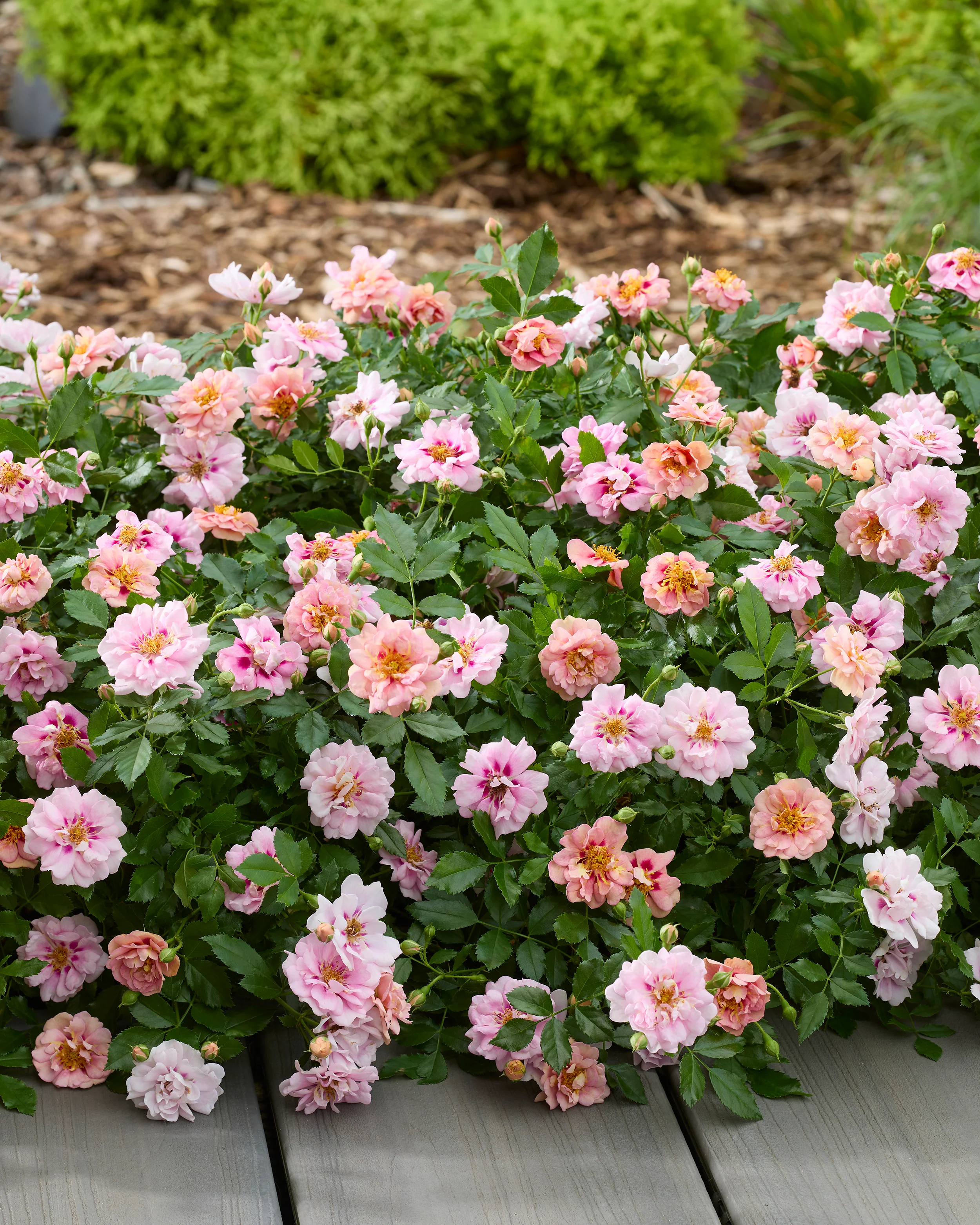 Rosa 'Amirose' - Image 2