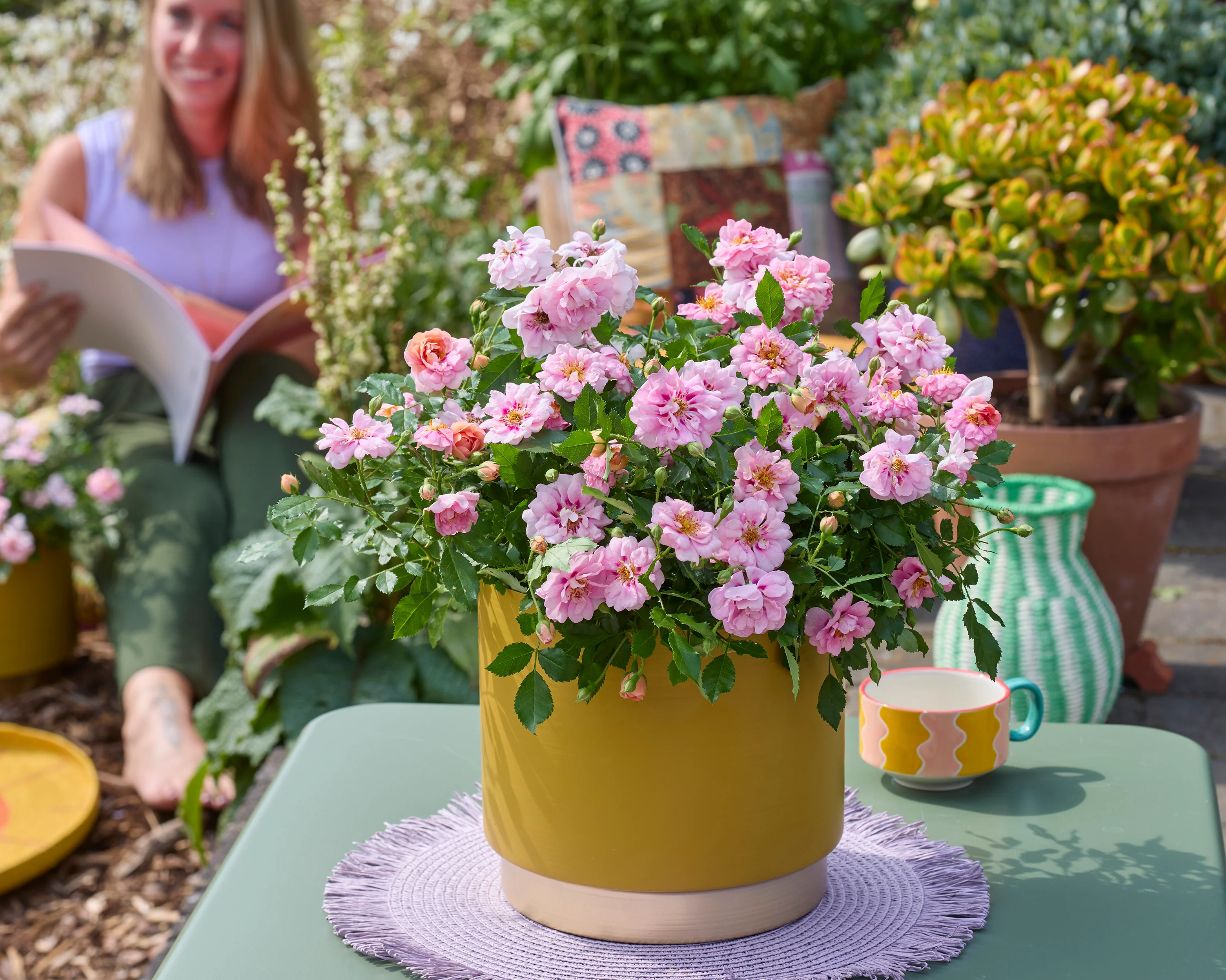 Rosa 'Amirose' - Image 3
