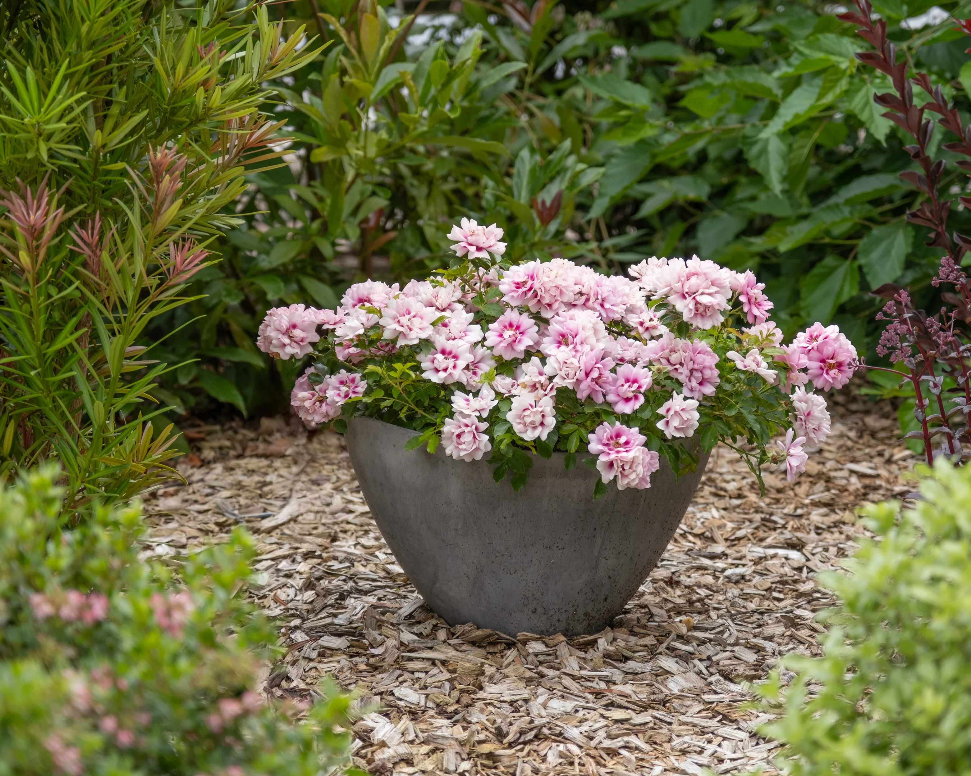 Rosa 'Amirose' - Image 5