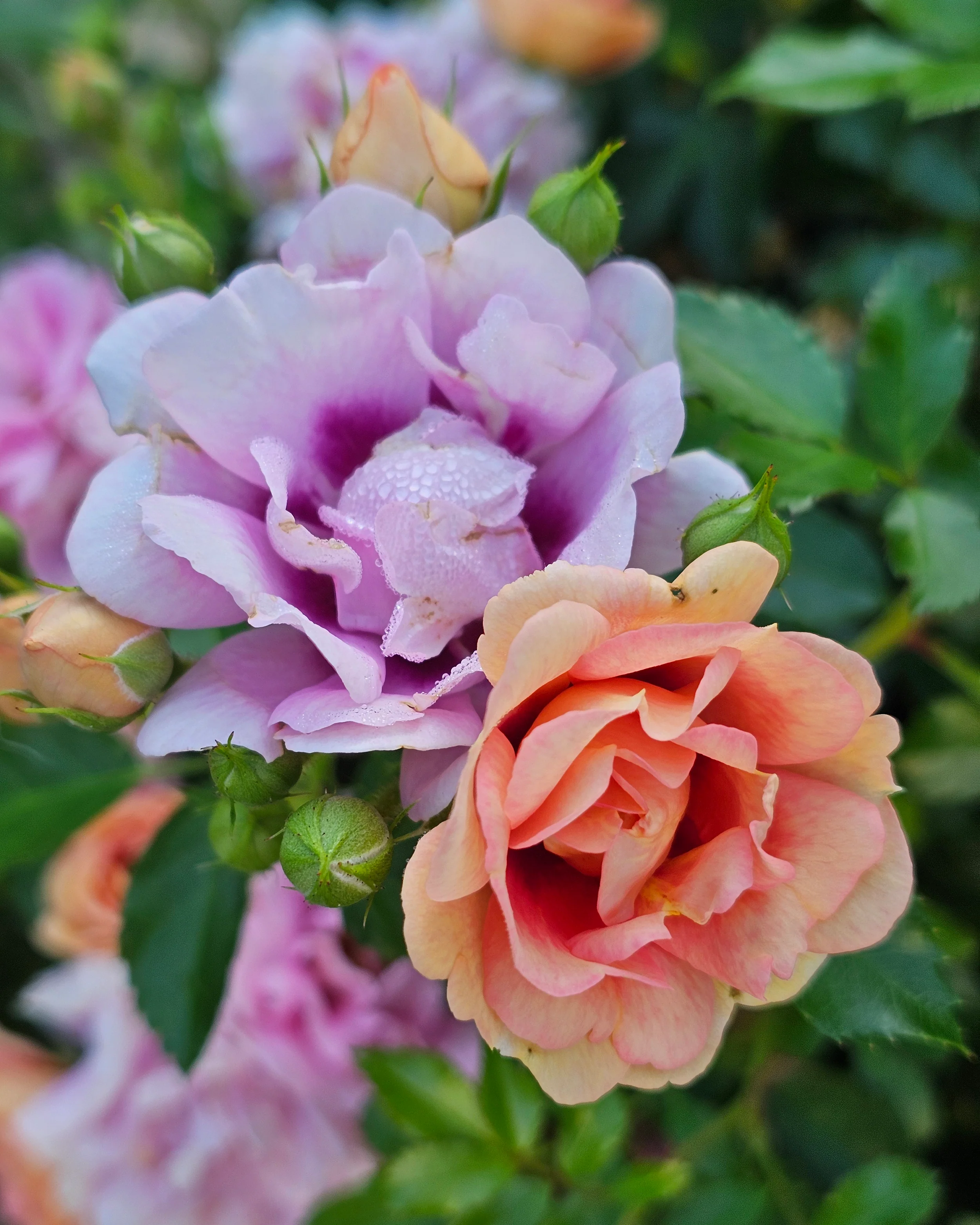 Rosa 'Amirose' - Image 7