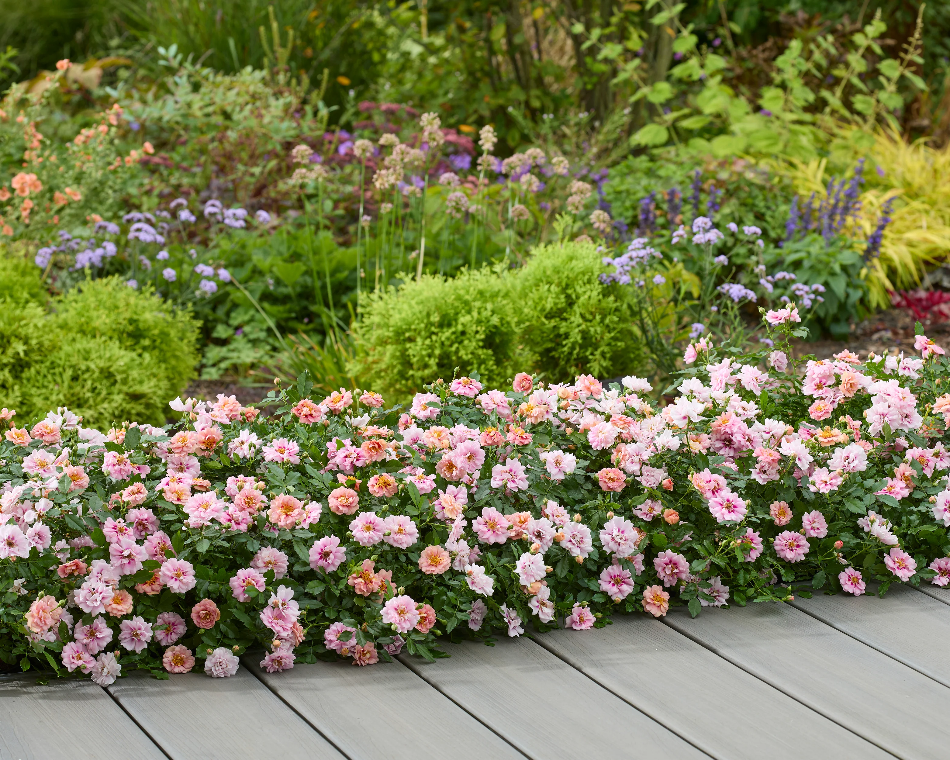 Rosa 'Amirose' - Image 8