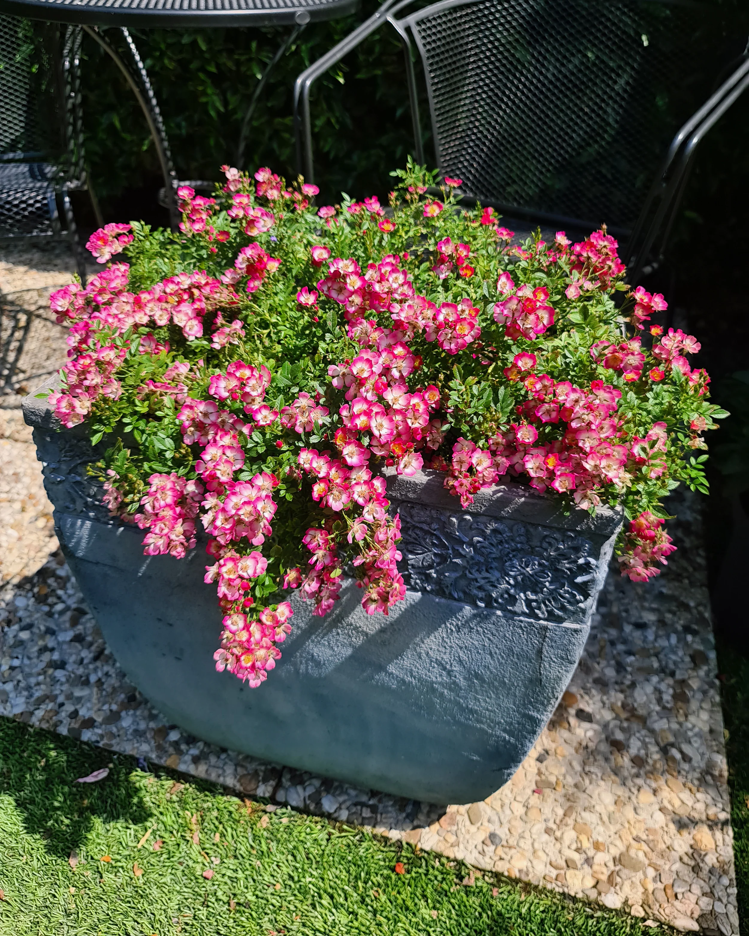 Rosa 'Cutie Pie' - Image 10