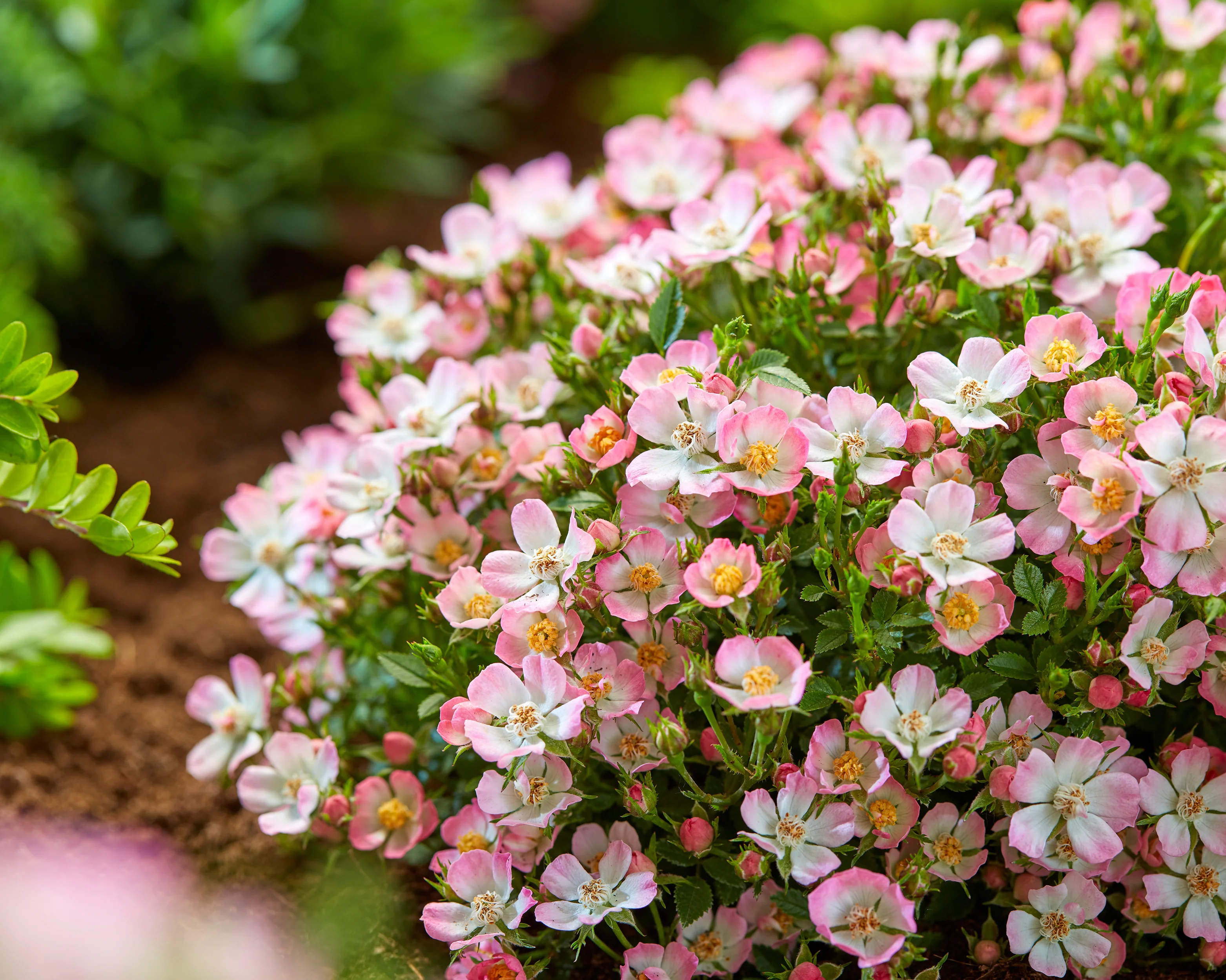 Rosa 'Cutie Pie' - Image 11