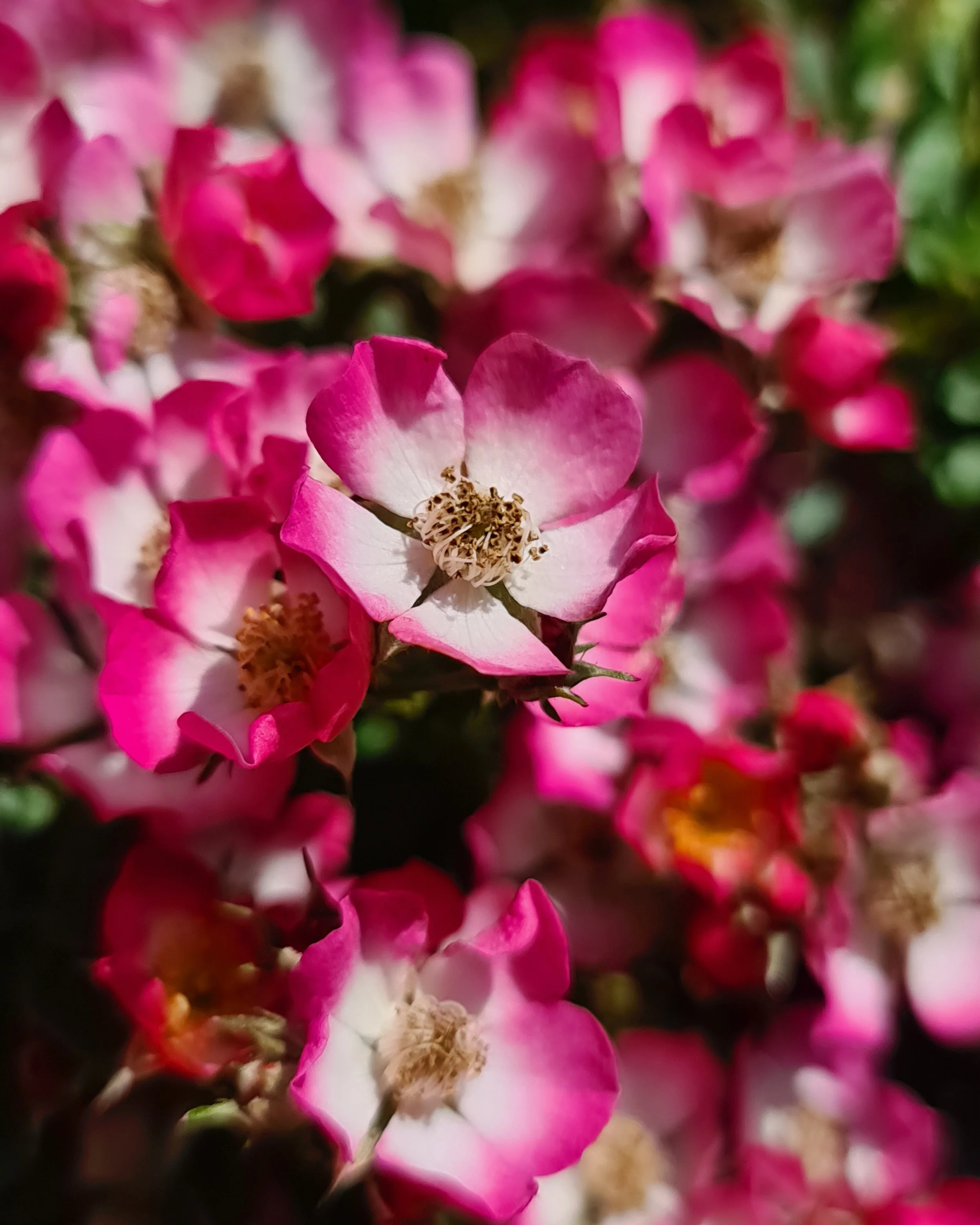 Rosa 'Cutie Pie' - Image 13