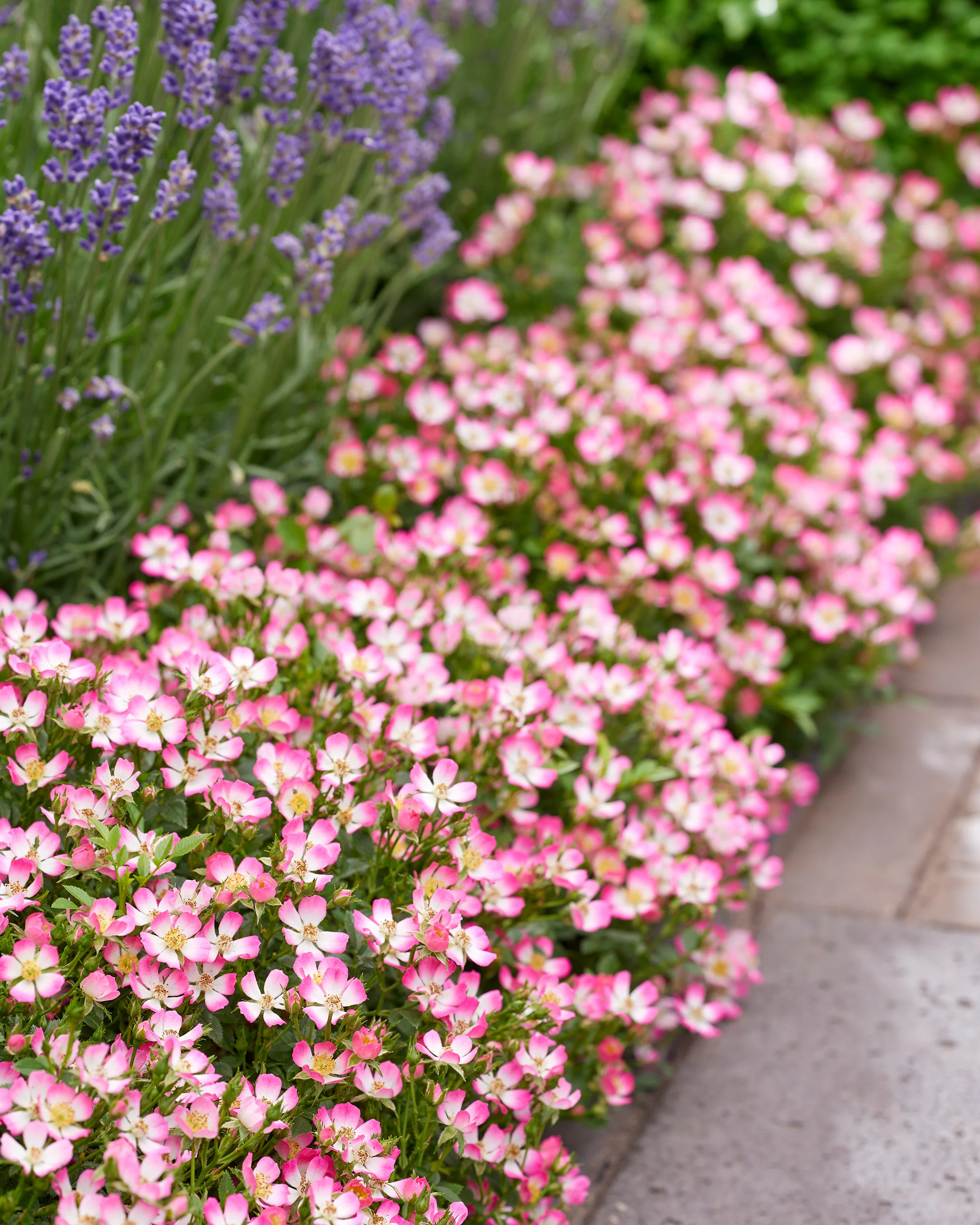 Rosa 'Cutie Pie' - Image 14