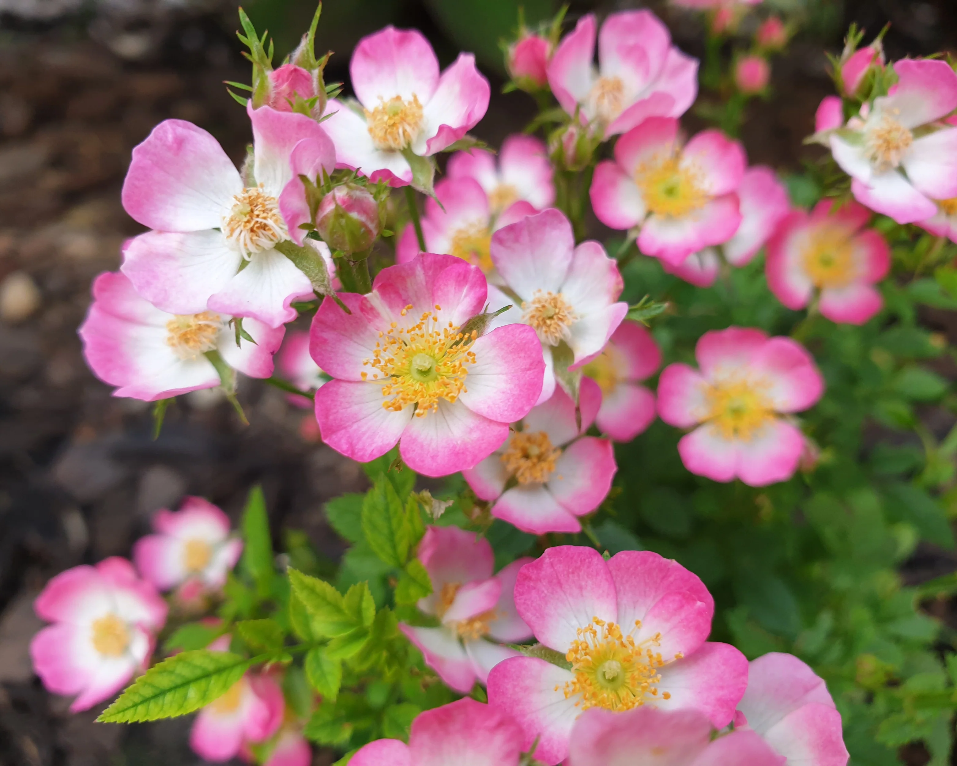 Rosa 'Cutie Pie' - Image 4