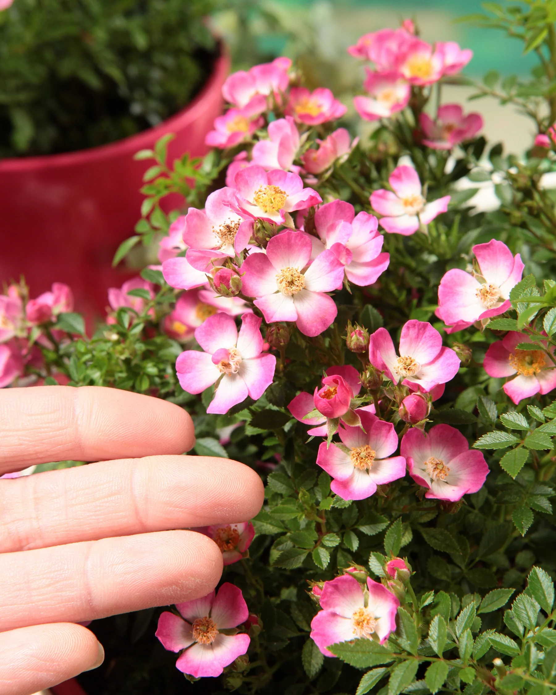 Rosa 'Cutie Pie' - Image 5