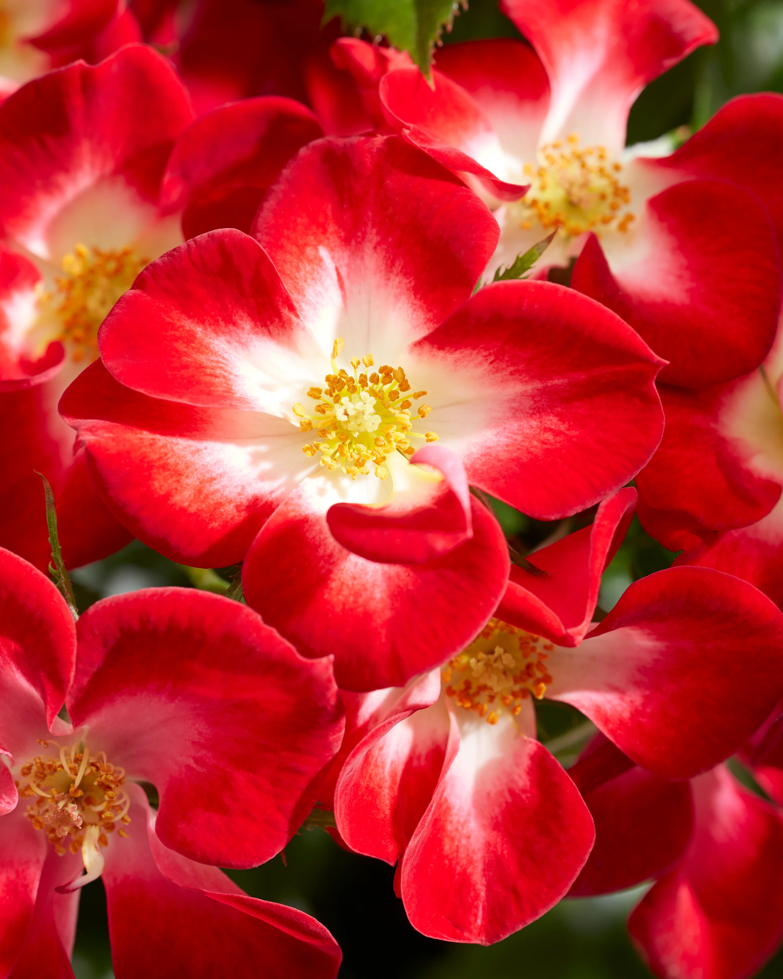 Rosa 'Everglow Ruby' - Image 2