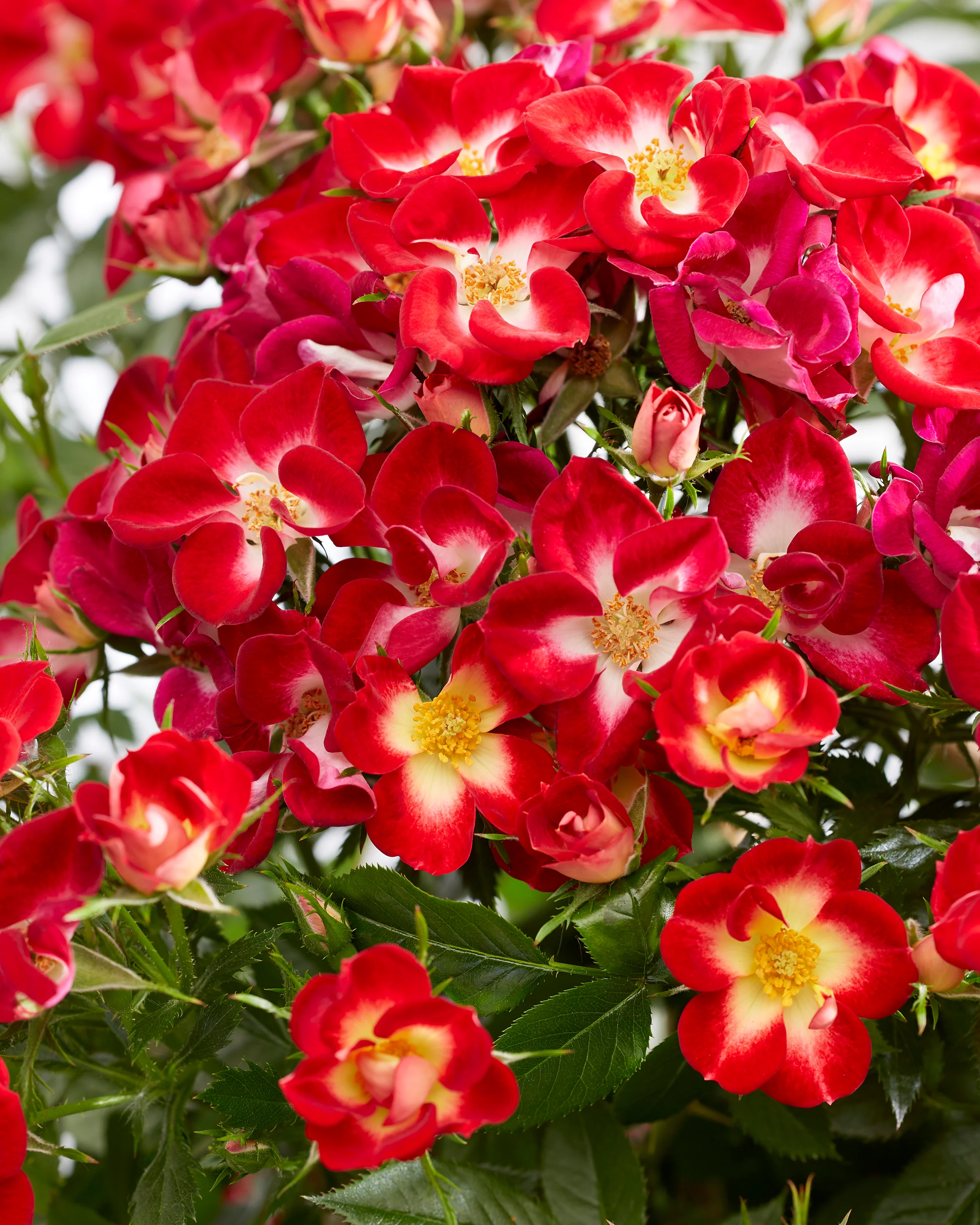 Rosa 'Everglow Ruby' - Image 3