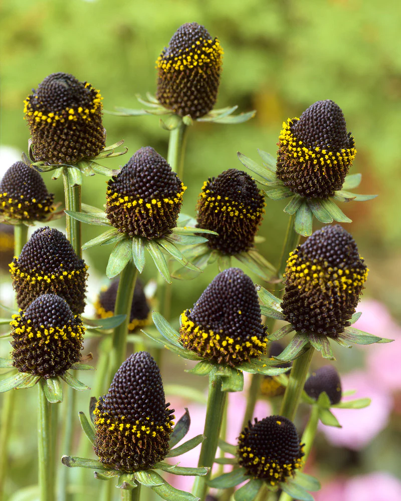 Rudbeckia 'Black Beauty' - Image 2