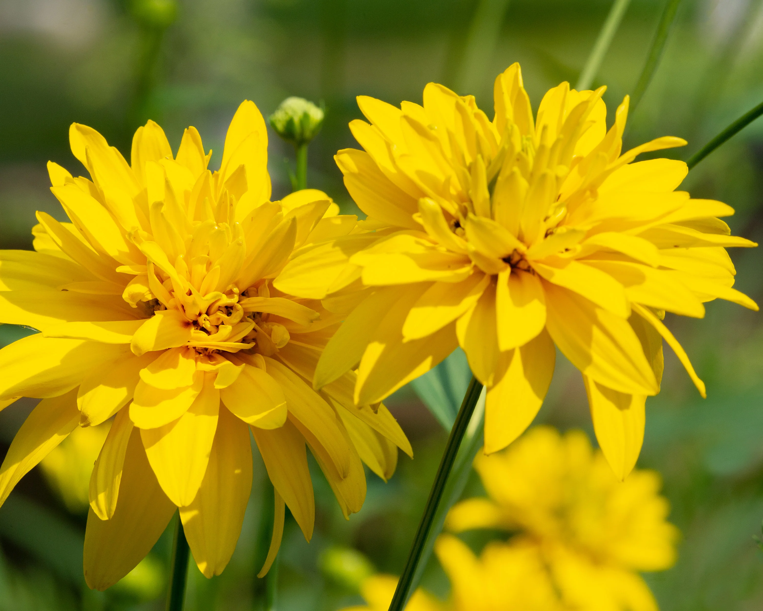 Rudbeckia 'Goldquelle' - Image 2