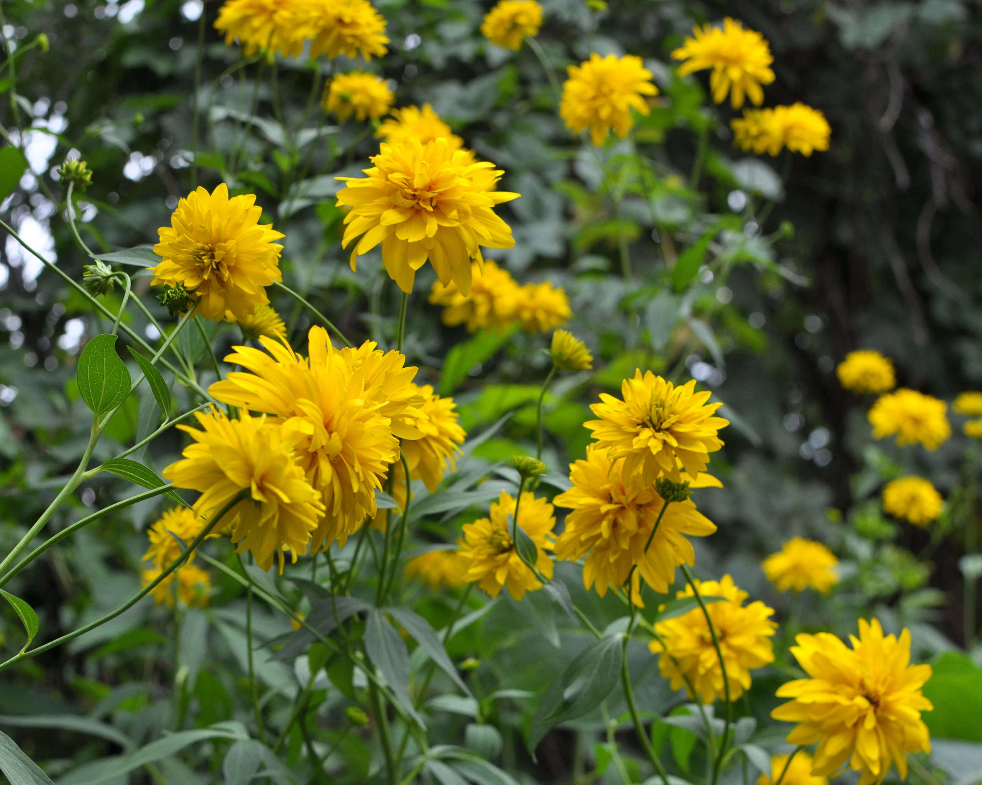Rudbeckia 'Goldquelle' - Image 3
