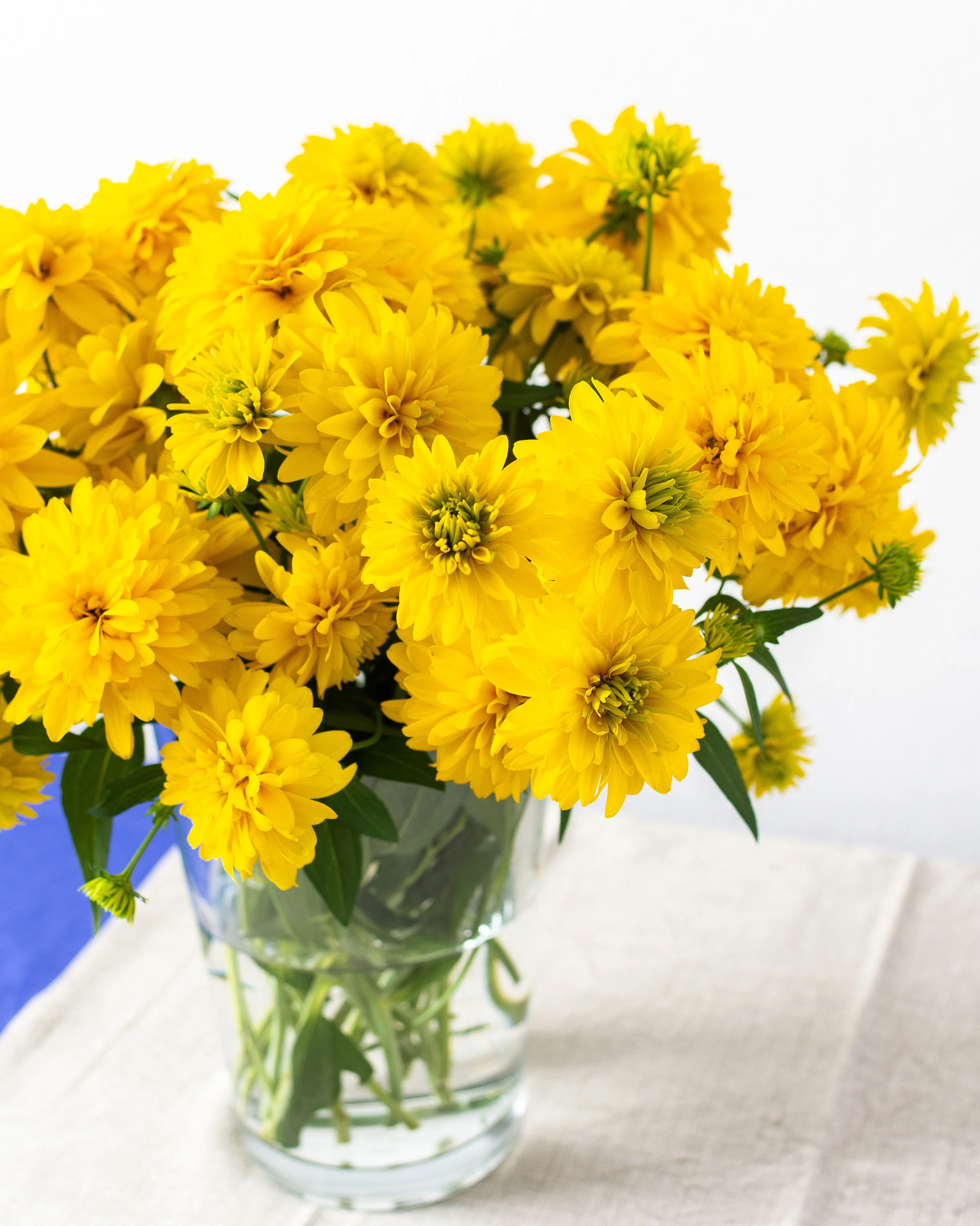 Rudbeckia 'Goldquelle' - Image 4