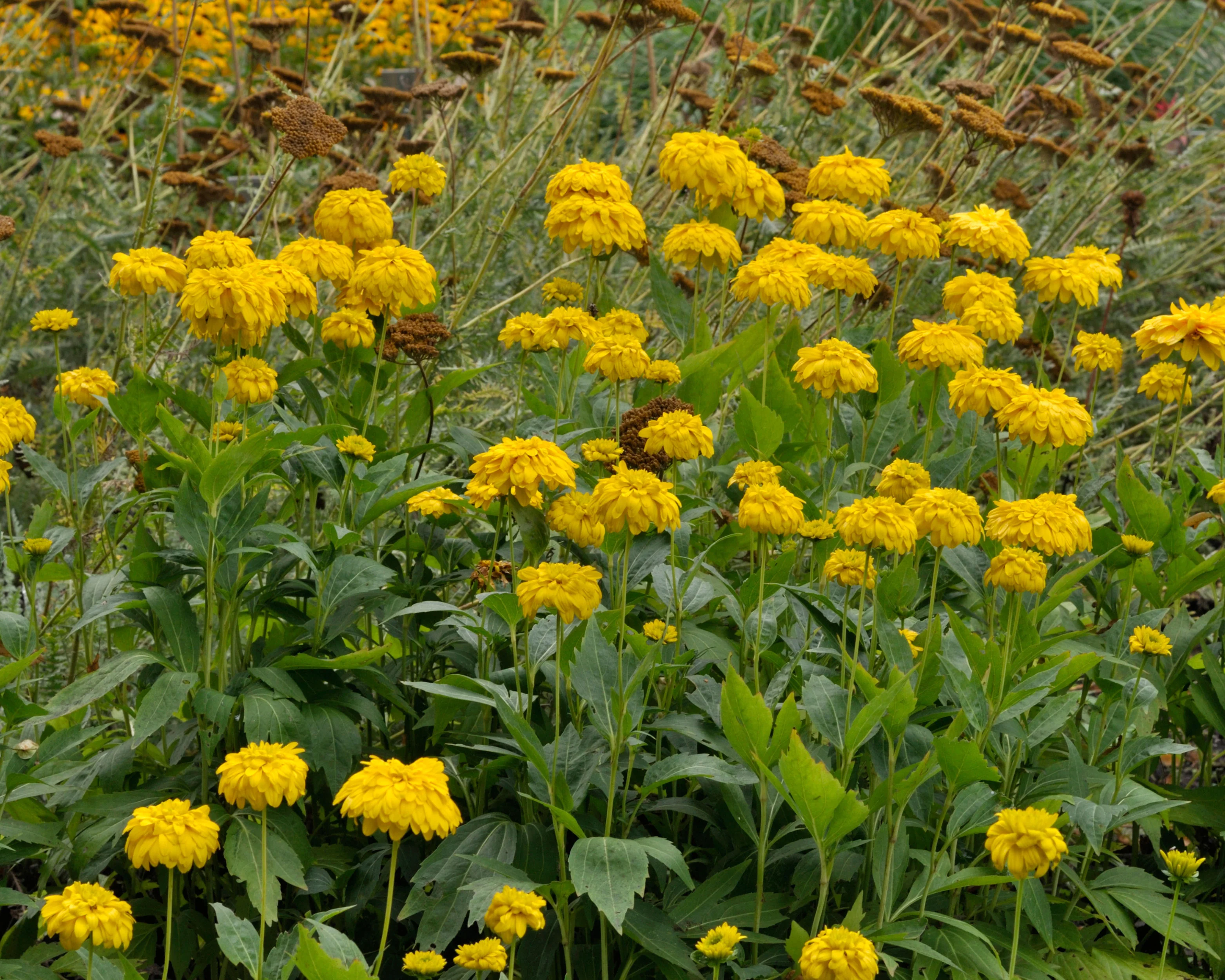 Rudbeckia 'Goldquelle' - Image 5