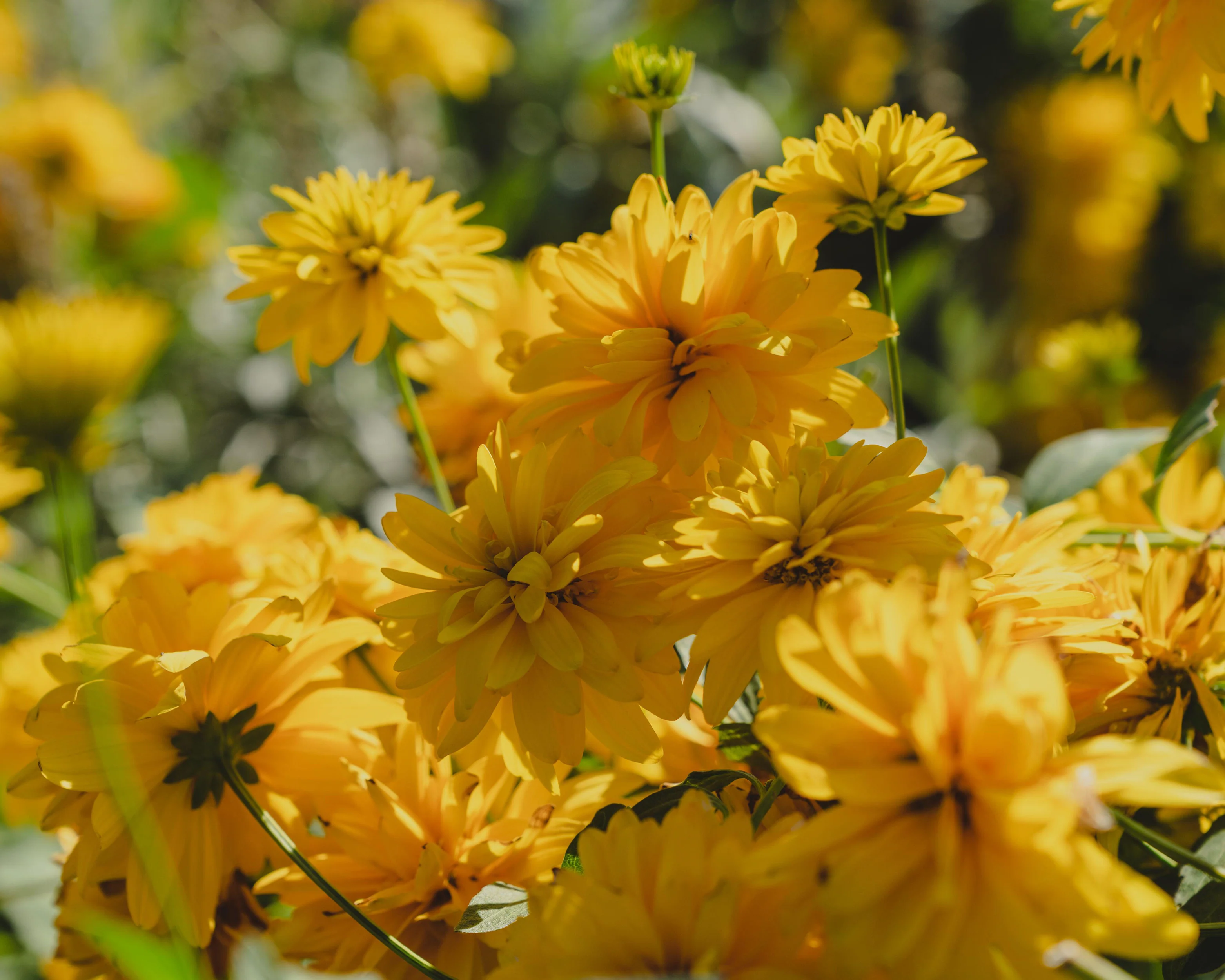 Rudbeckia 'Goldquelle' - Image 7