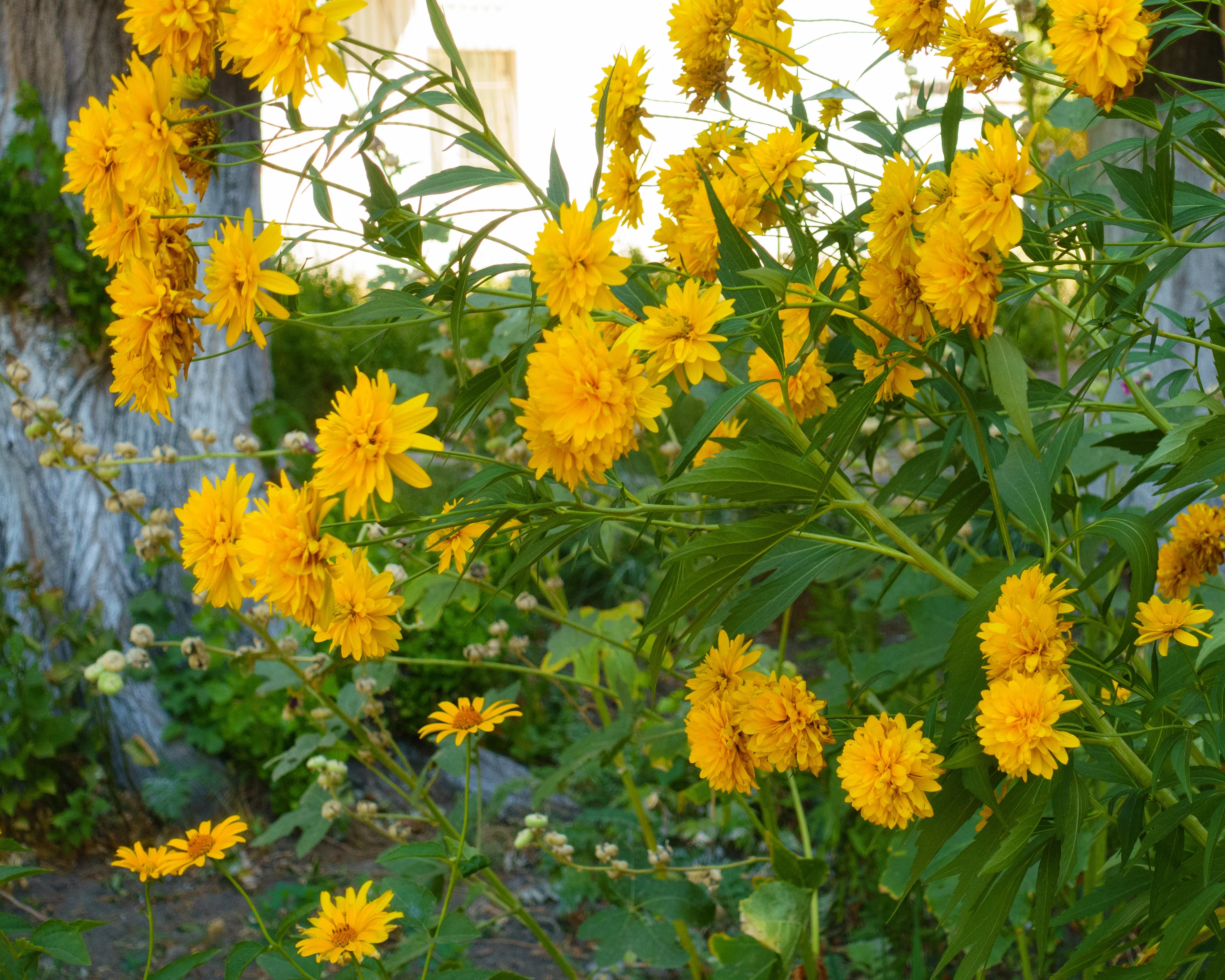Rudbeckia 'Goldquelle' - Image 8