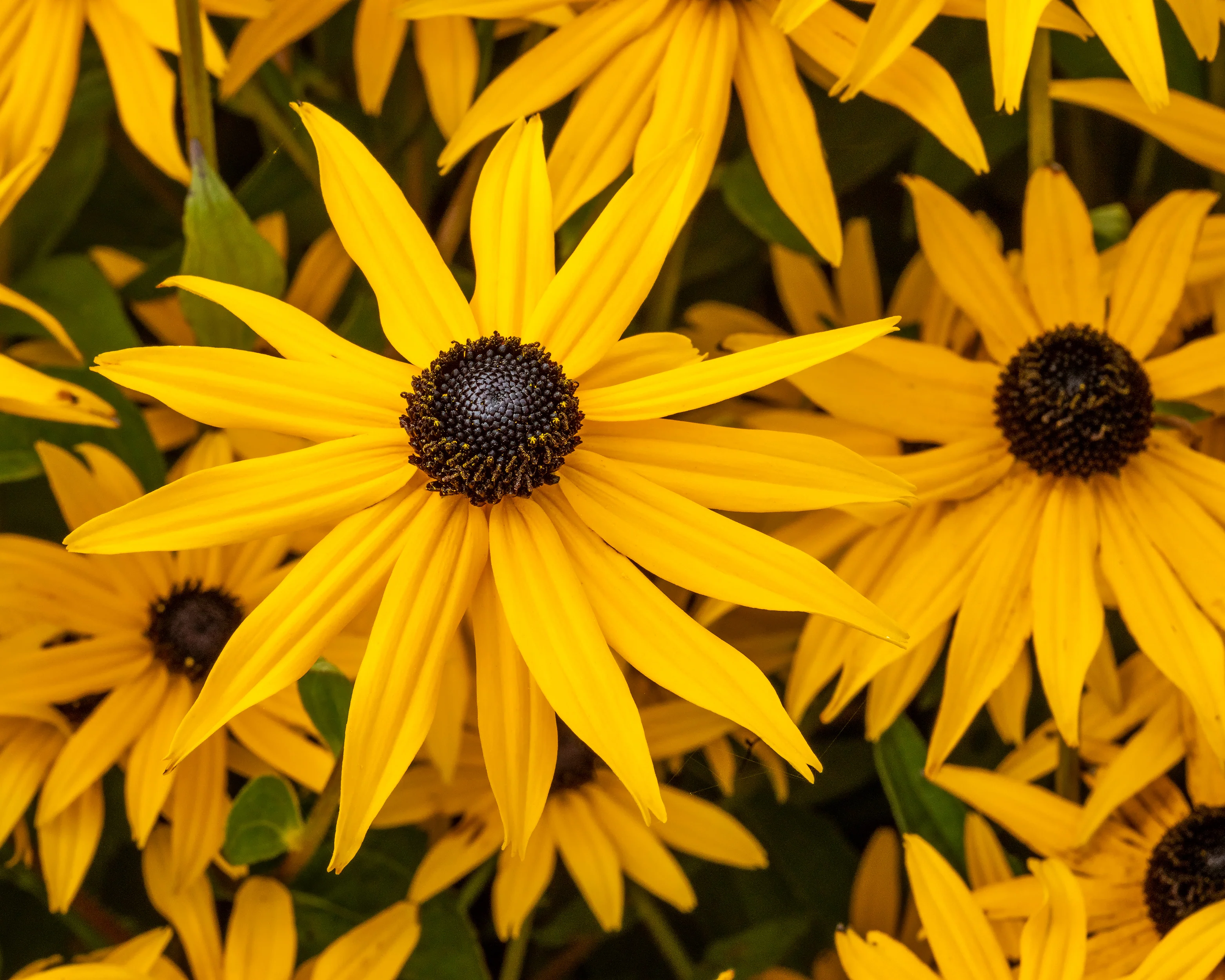 Rudbeckia 'Goldsturm' - Image 2