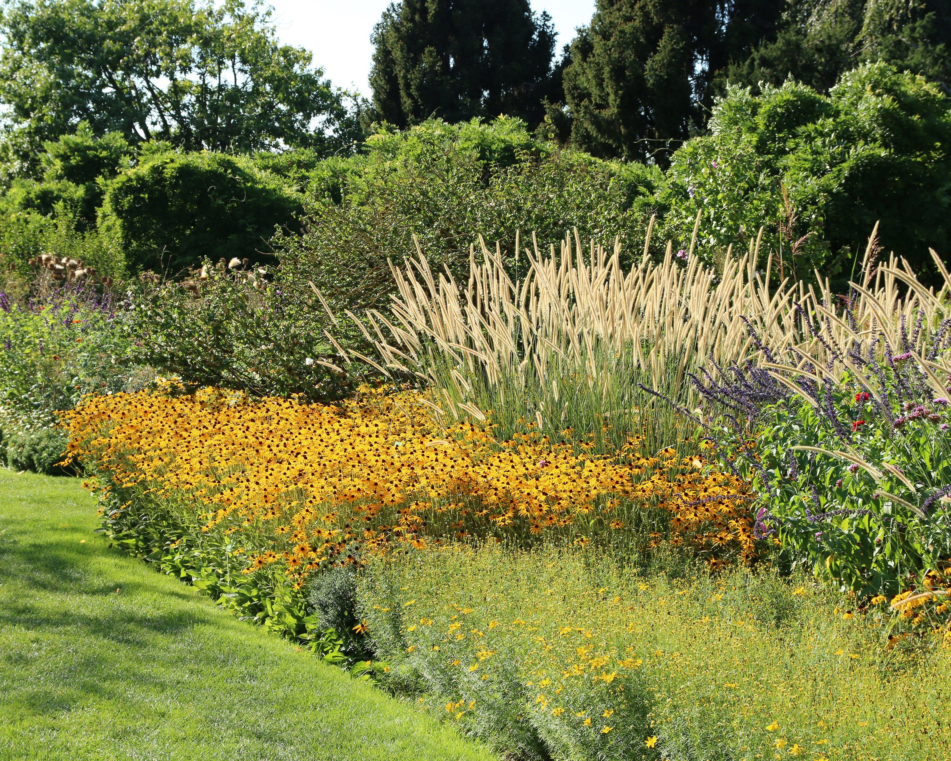 Rudbeckia 'Goldsturm' - Image 3