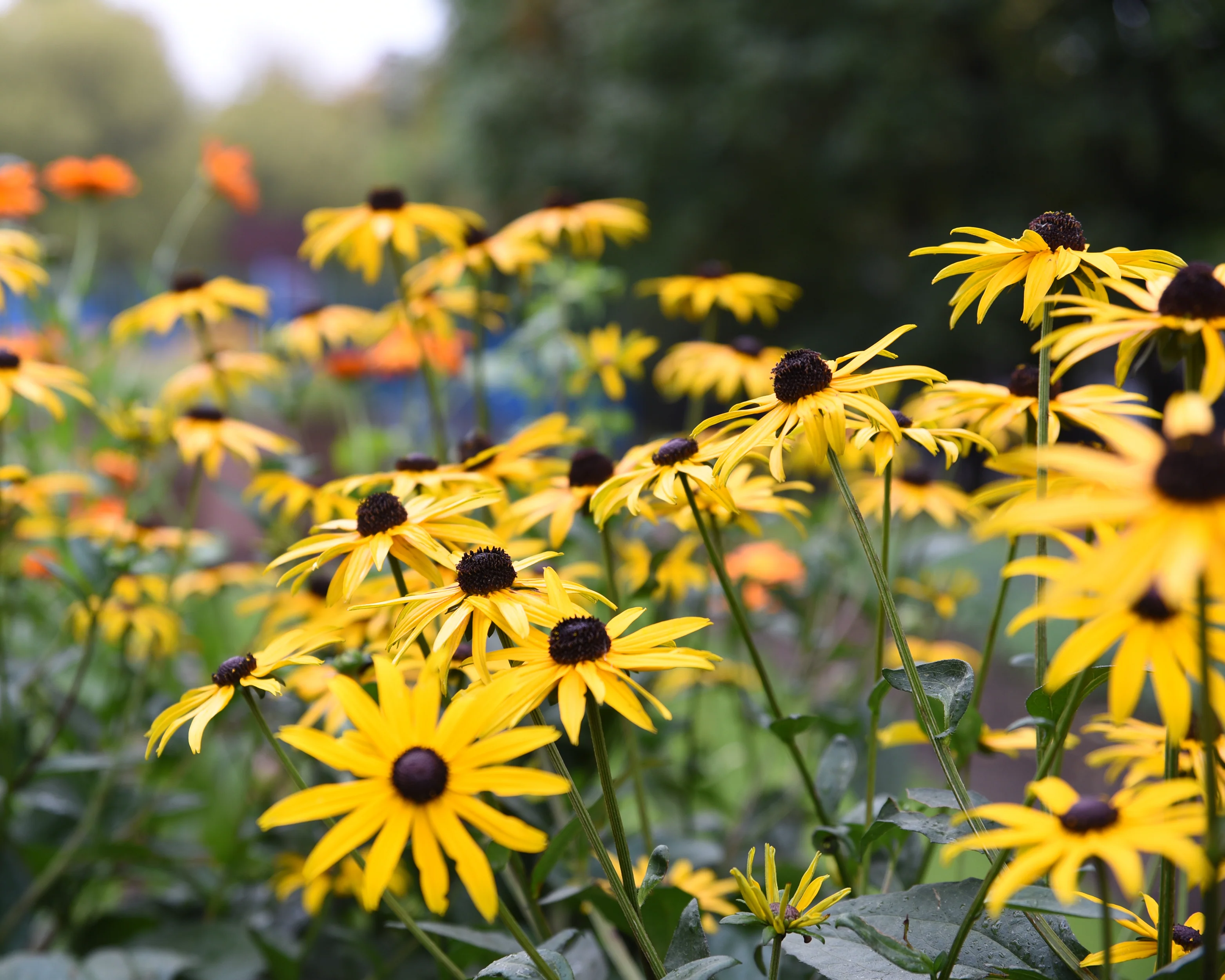 Rudbeckia 'Goldsturm' - Image 6