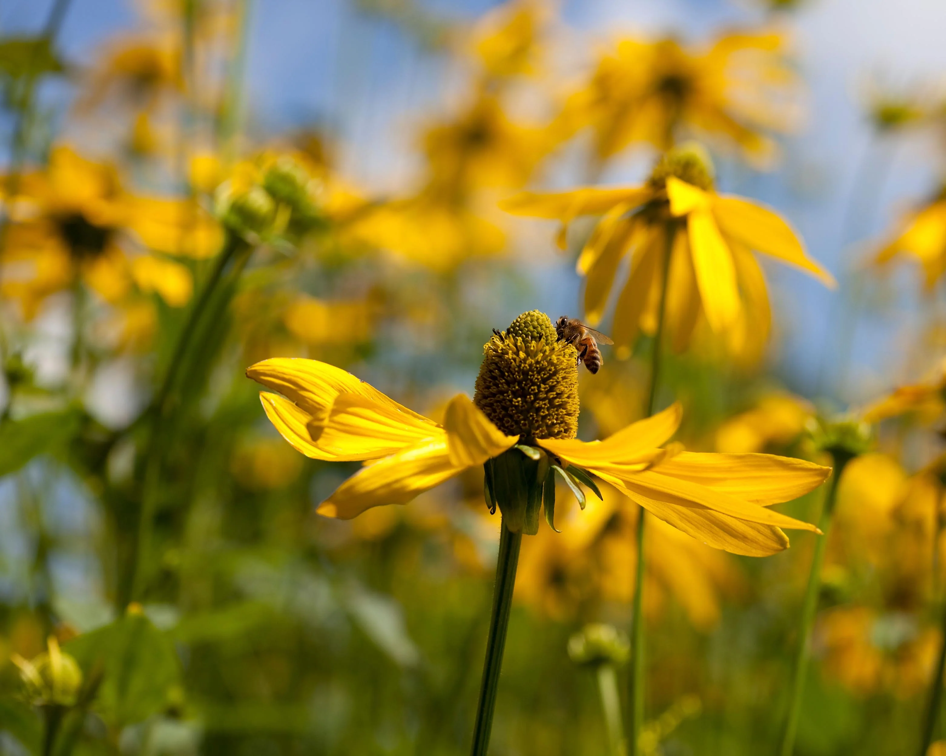 Rudbeckia 'Herbstsonne' - Image 10
