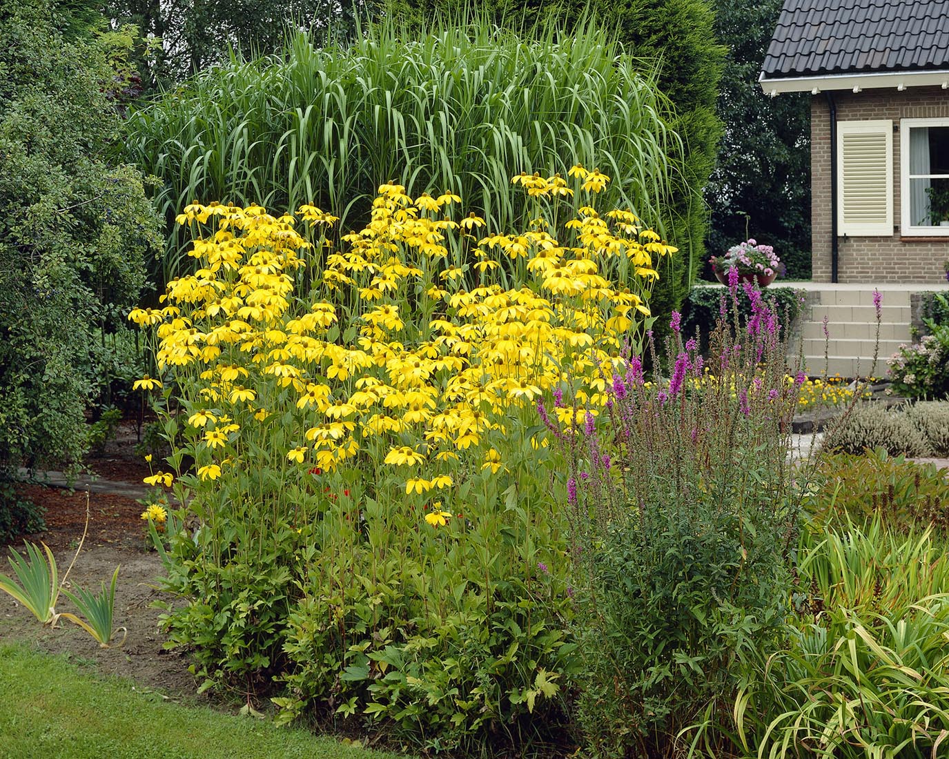 Rudbeckia 'Herbstsonne' - Image 2