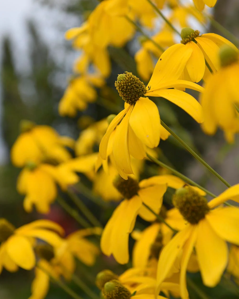 Rudbeckia 'Herbstsonne' - Image 3