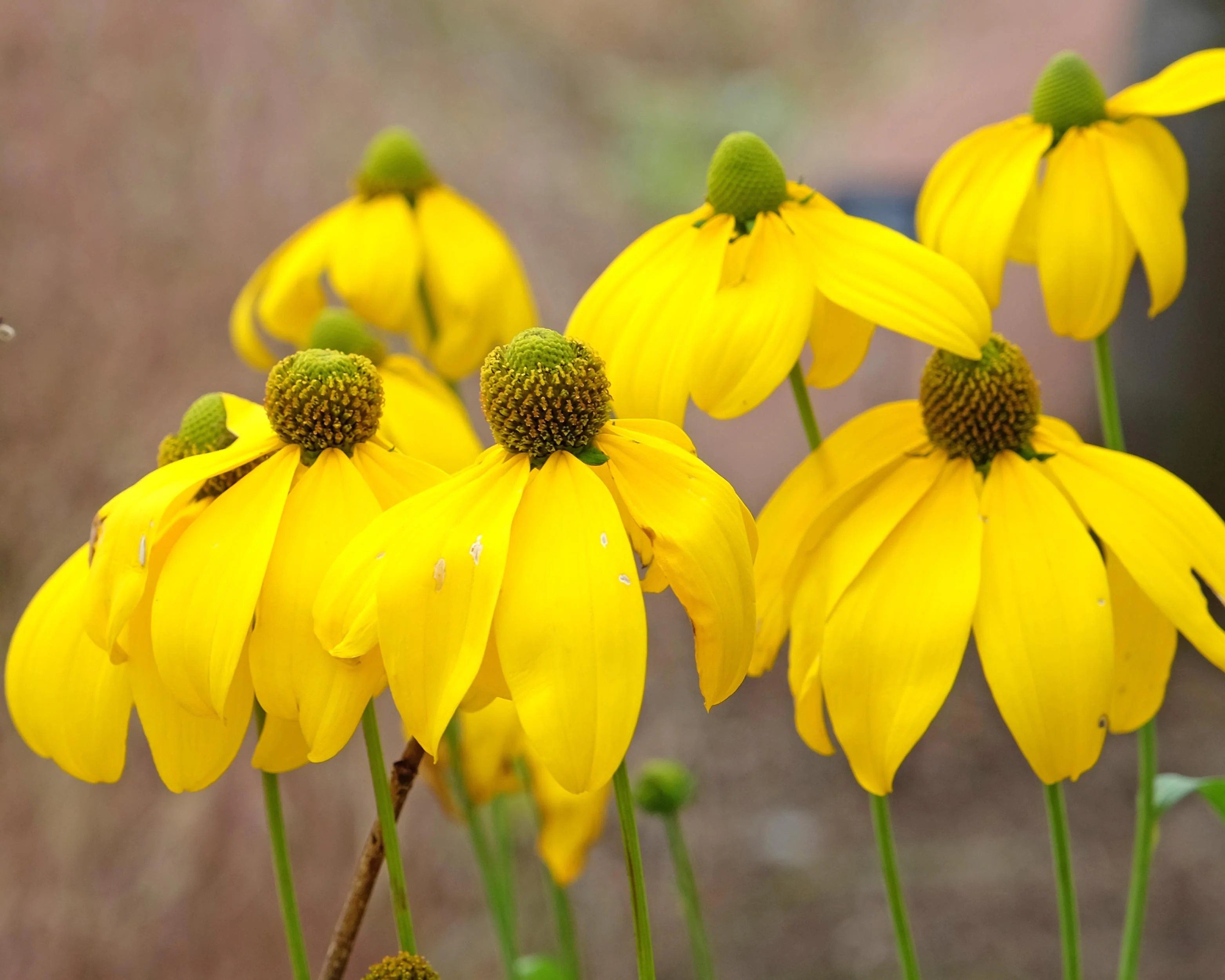 Rudbeckia 'Herbstsonne' - Image 4