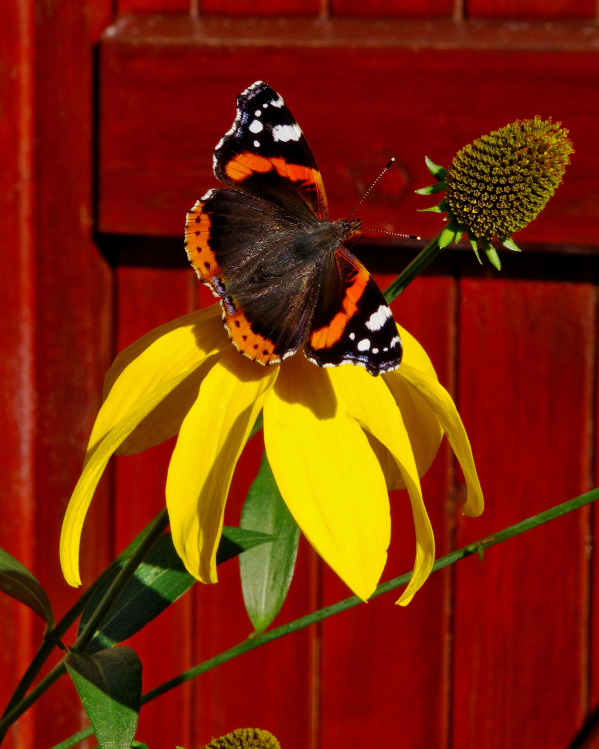 Rudbeckia 'Herbstsonne' - Image 7