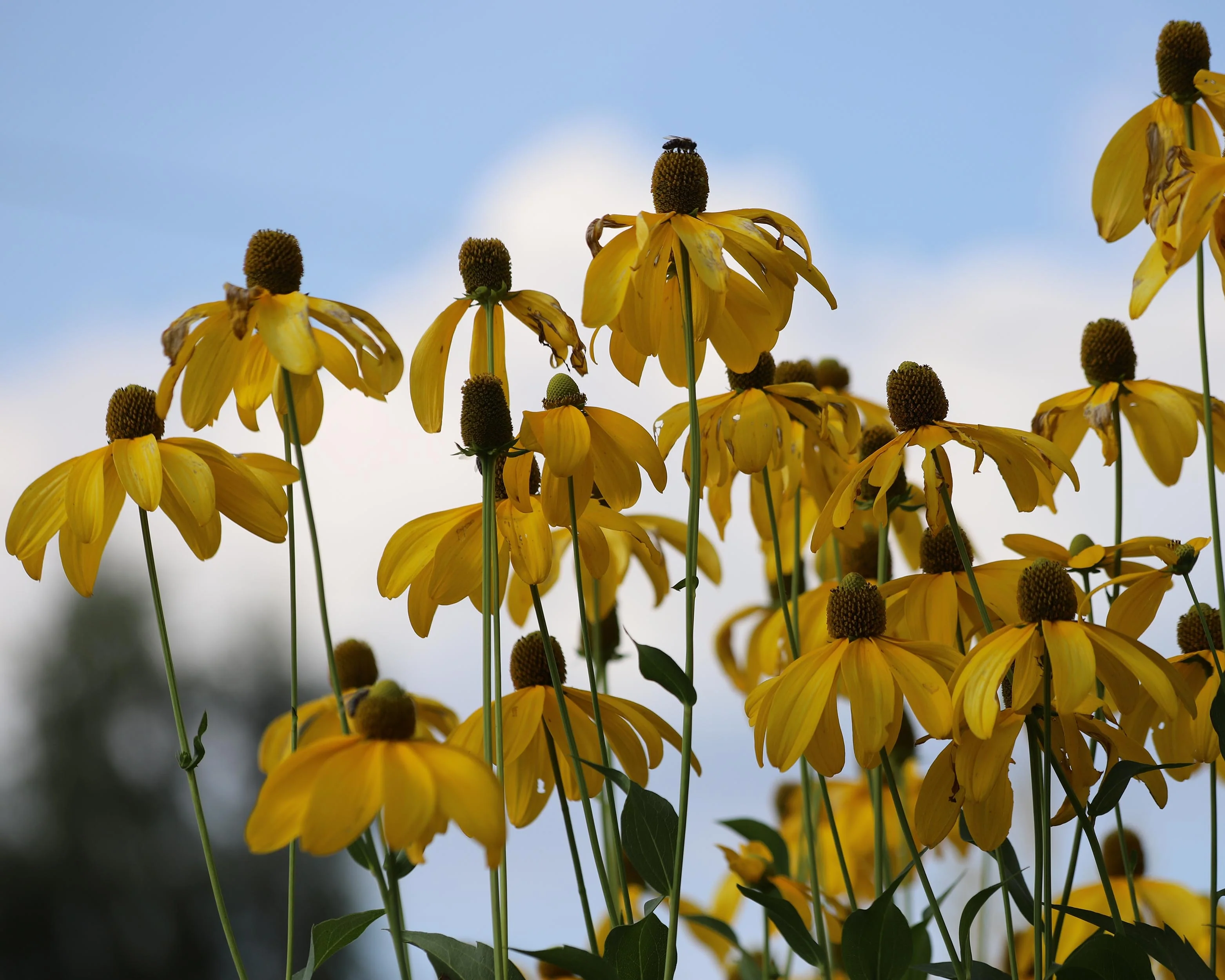 Rudbeckia 'Herbstsonne' - Image 8