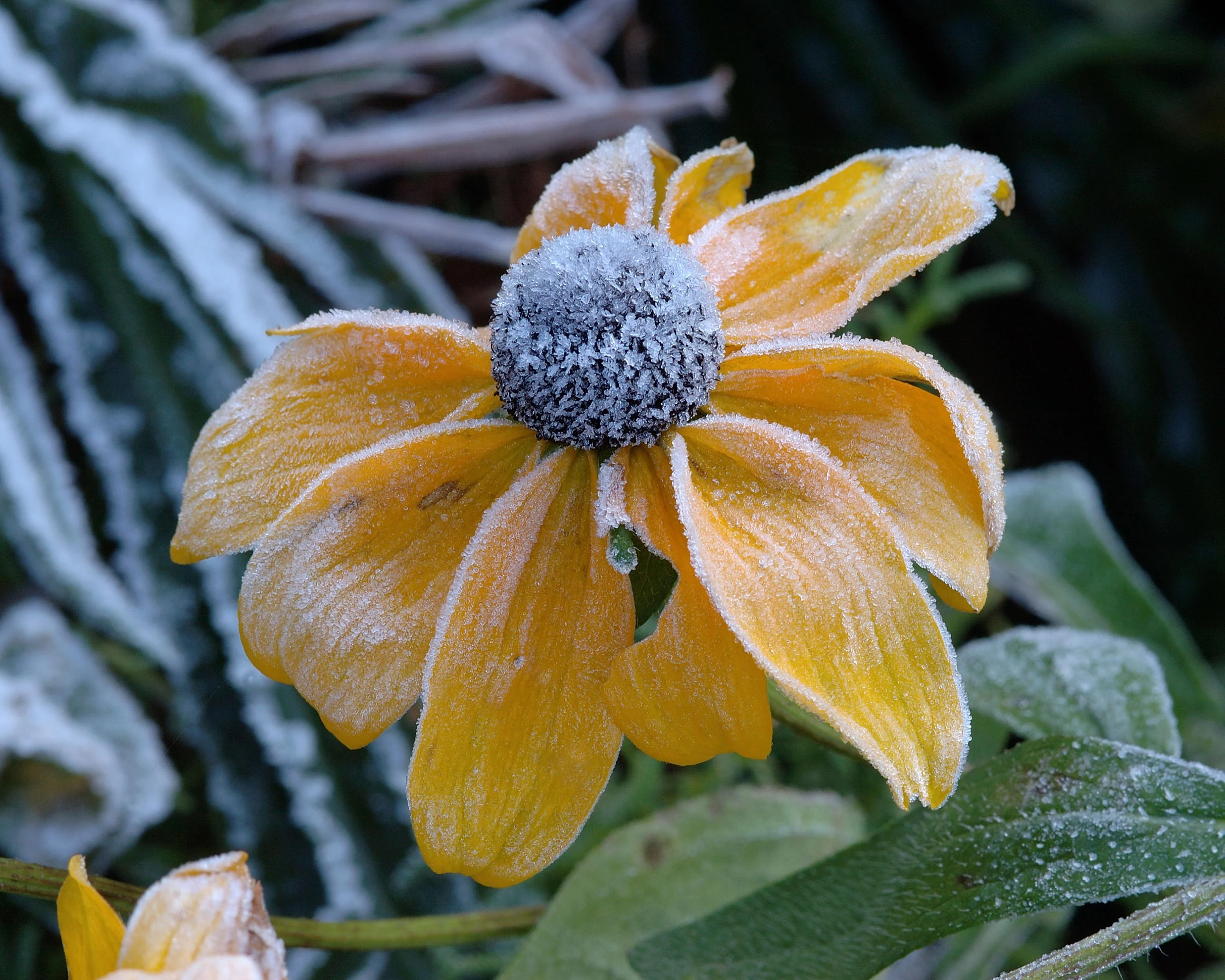 Rudbeckia 'Herbstsonne' - Image 9