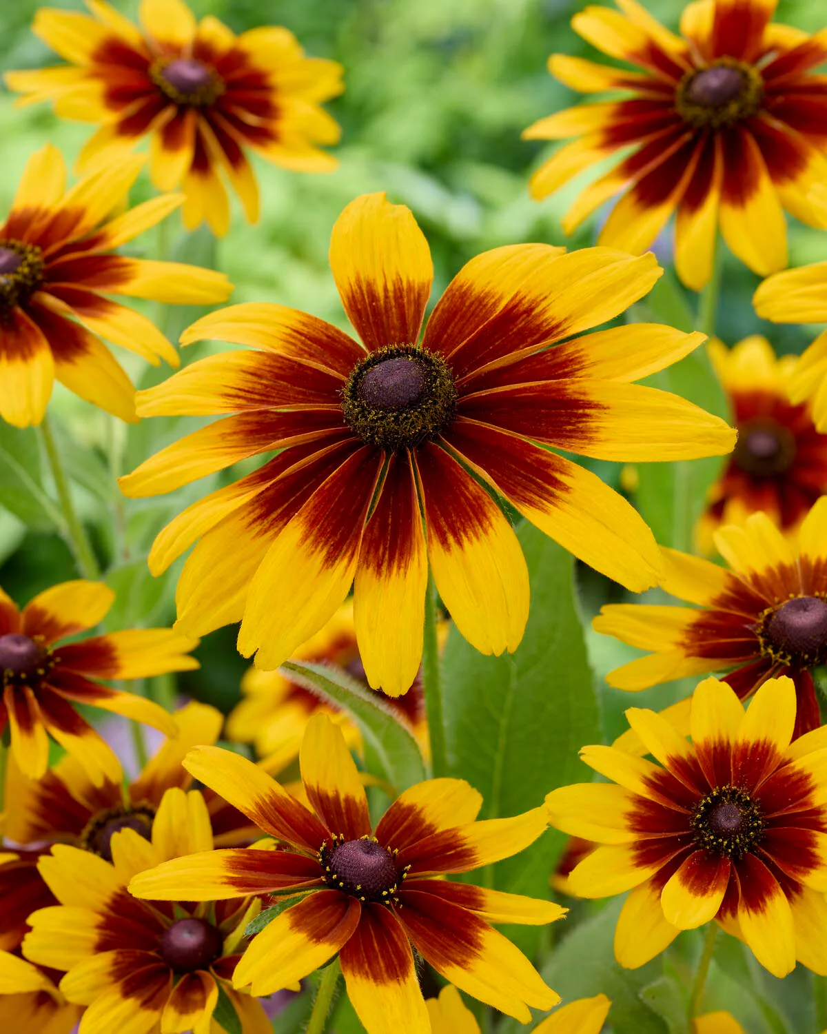 Rudbeckia 'MiniBeckia Flame'