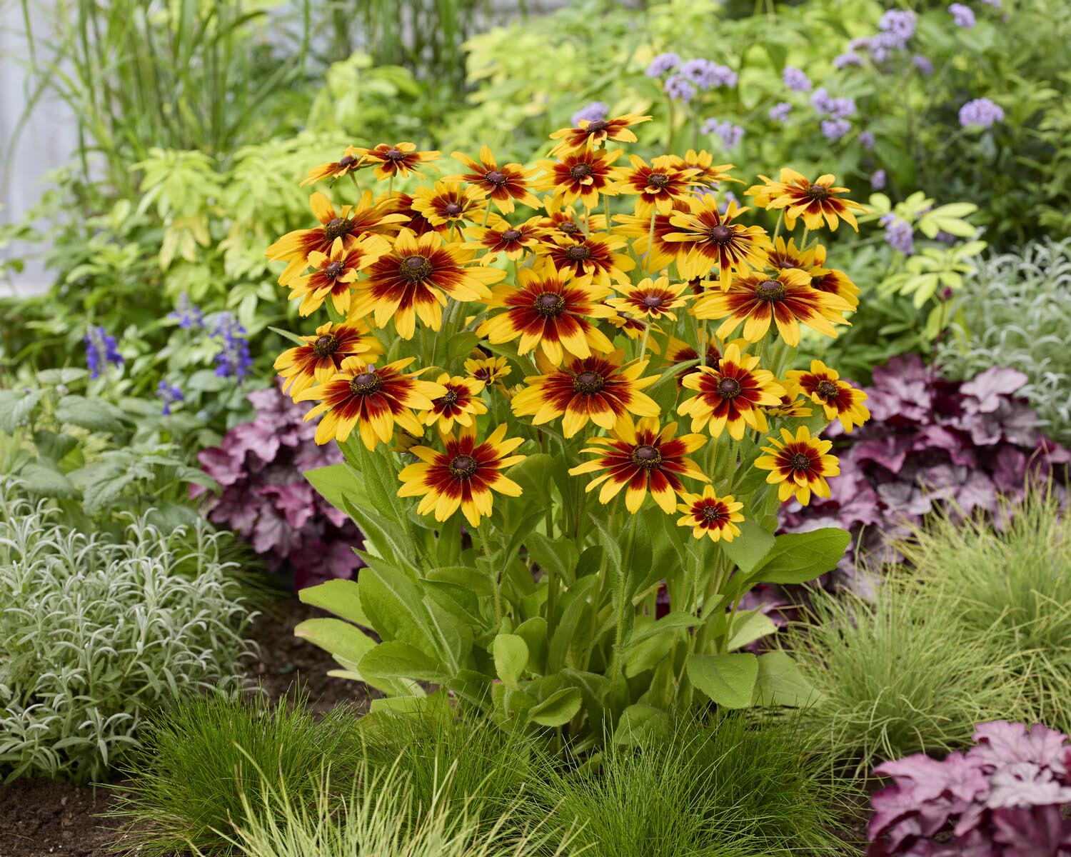Rudbeckia 'MiniBeckia Flame' - Image 2
