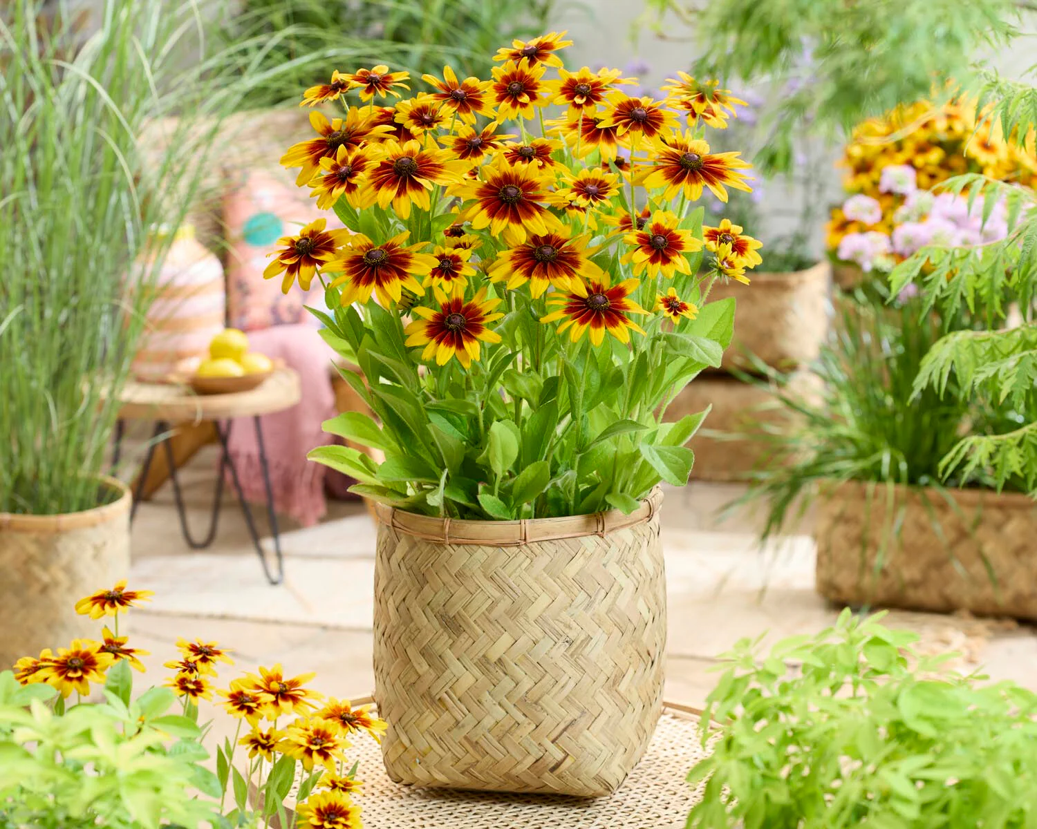 Rudbeckia 'MiniBeckia Flame' - Image 3