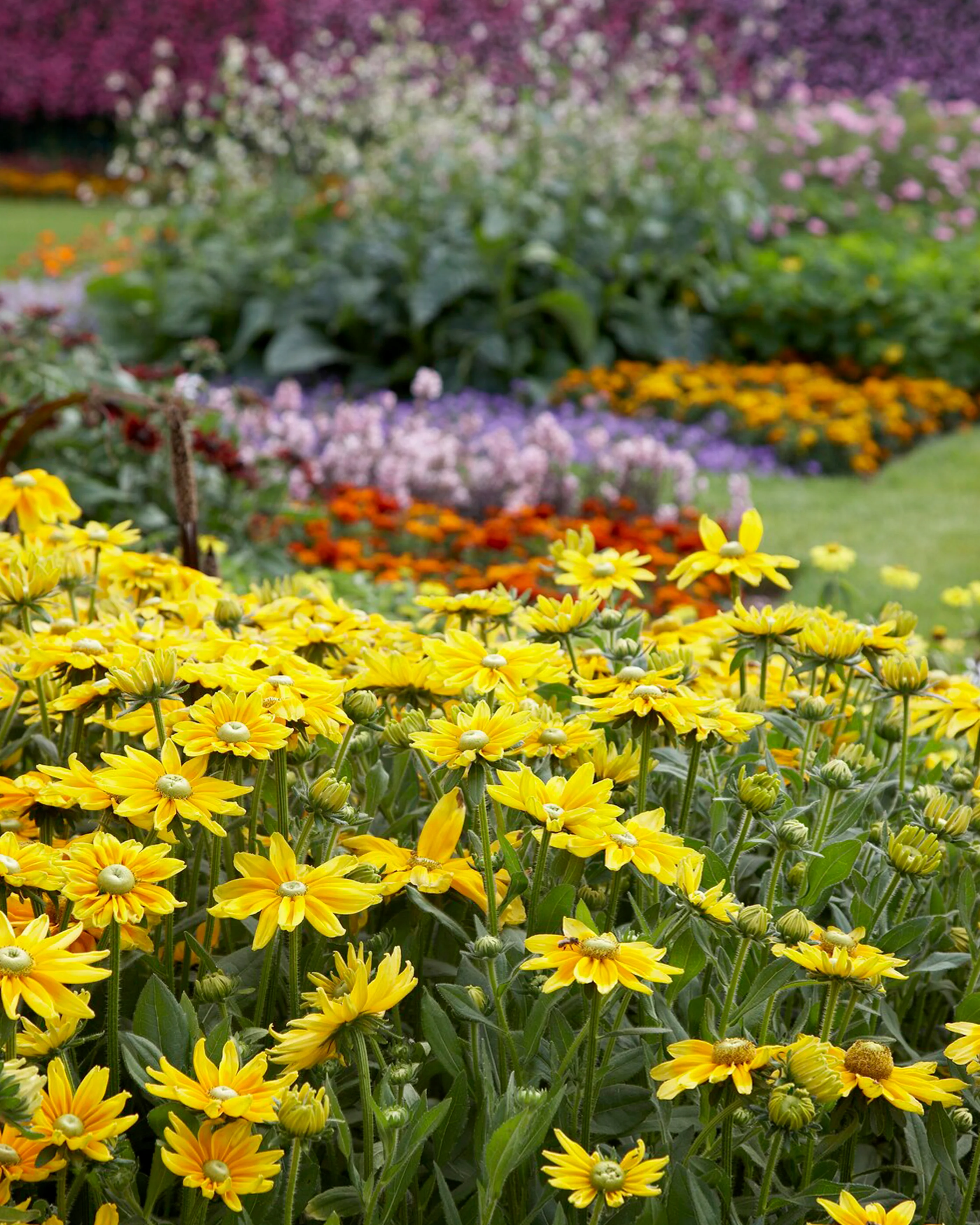 Rudbeckia 'Prairie Sun' - Image 2