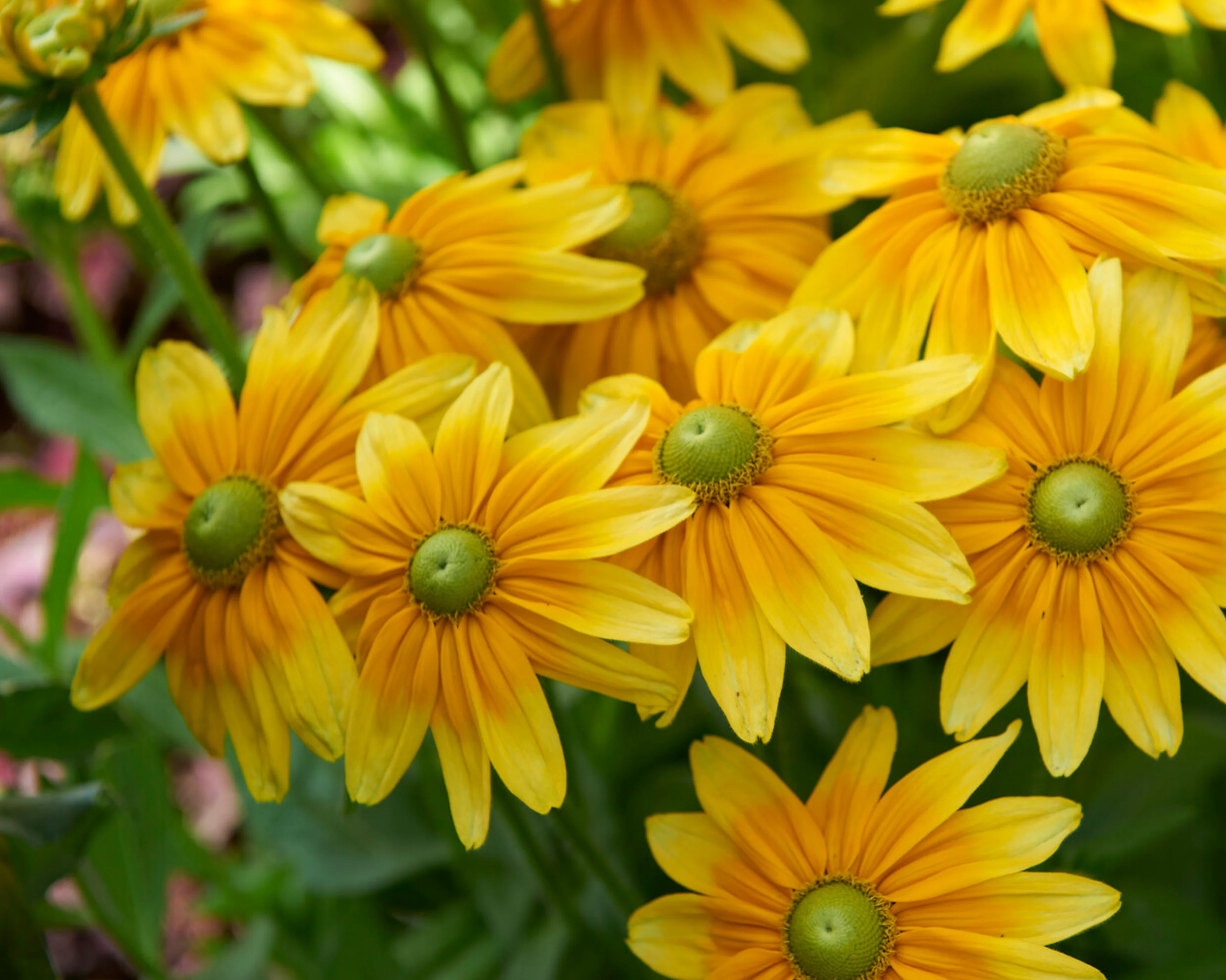 Rudbeckia 'Prairie Sun' - Image 3