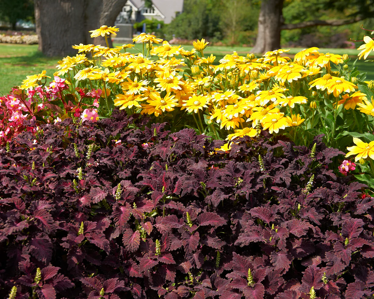 Rudbeckia 'Prairie Sun' - Image 4