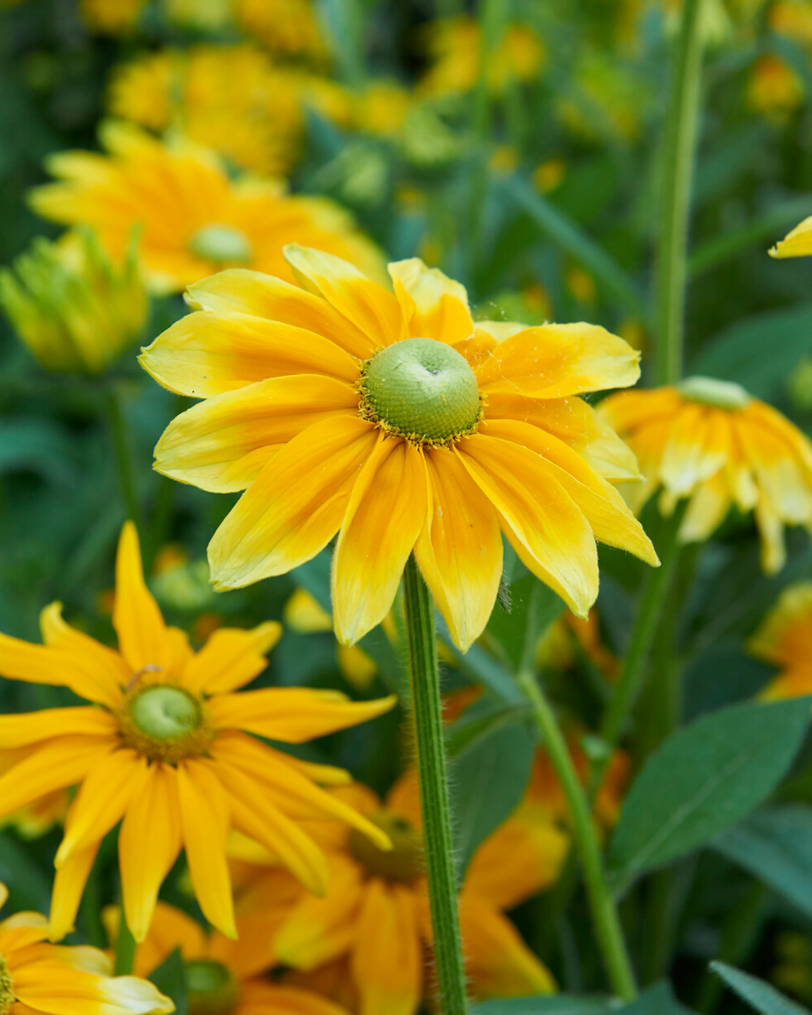 Rudbeckia 'Prairie Sun' - Image 5