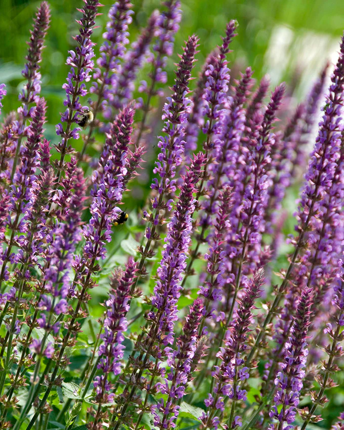 Salvia 'Amethyst' - Image 2