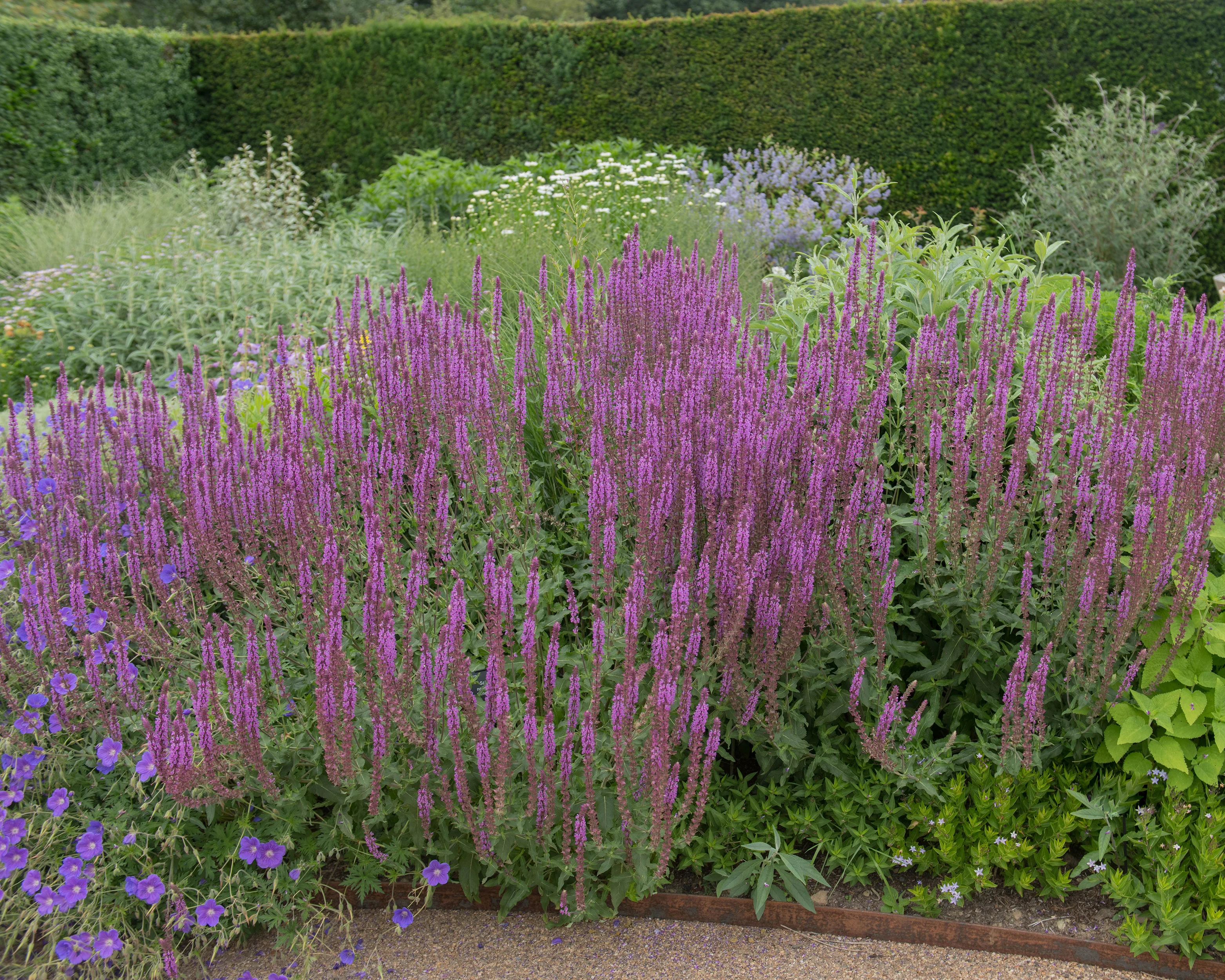 Salvia 'Amethyst' - Image 4