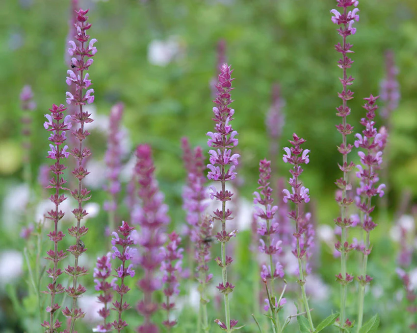 Salvia 'Amethyst' - Image 5