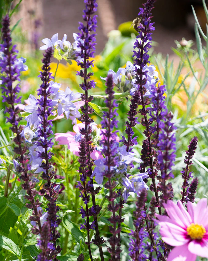 Salvia 'Amethyst' - Image 7