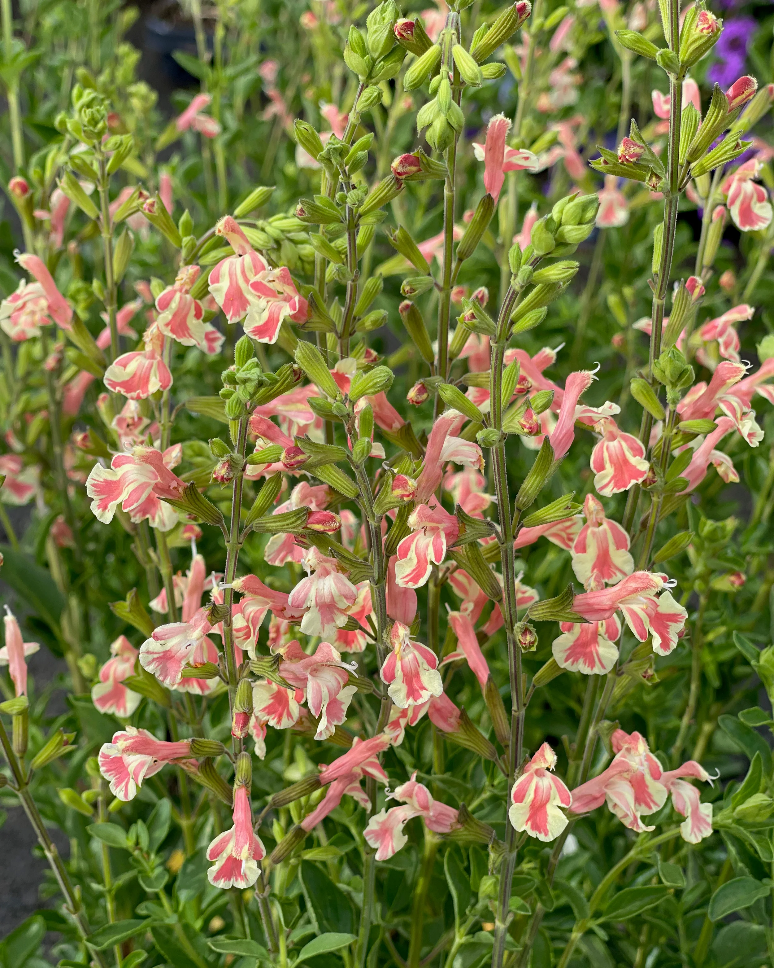 Salvia 'Belle de Loire' - Image 3