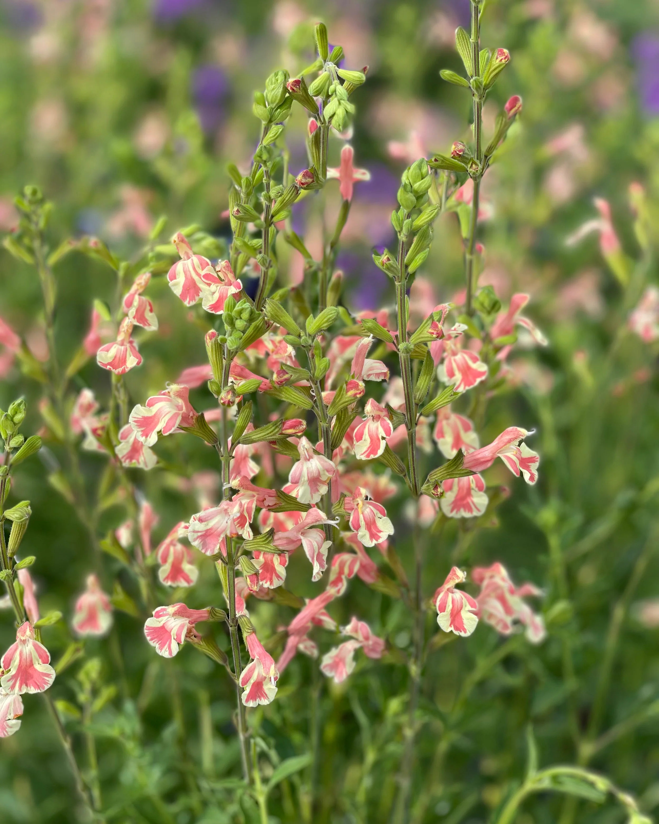 Salvia 'Belle de Loire' - Image 5