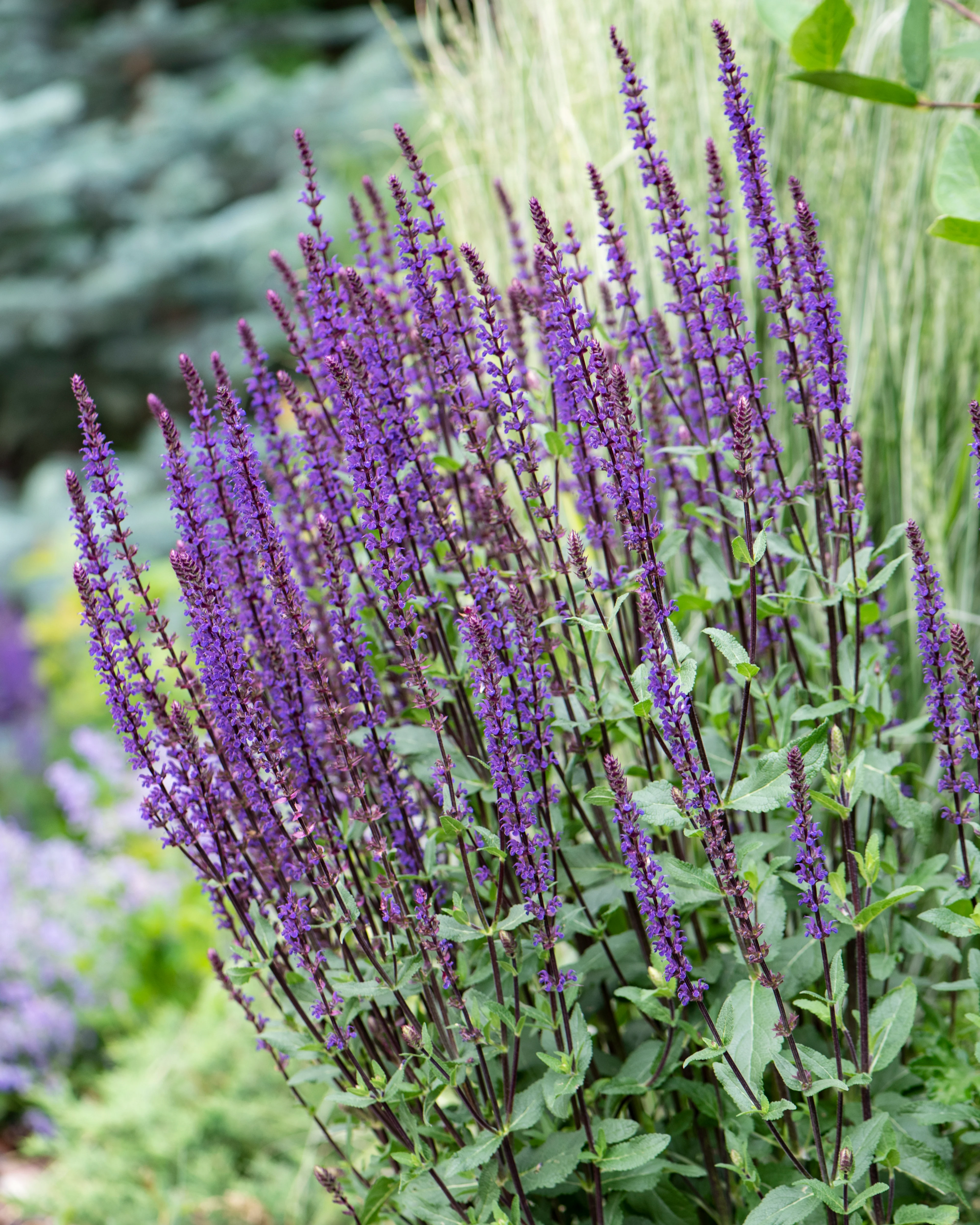 Salvia 'Caradonna' - Image 2
