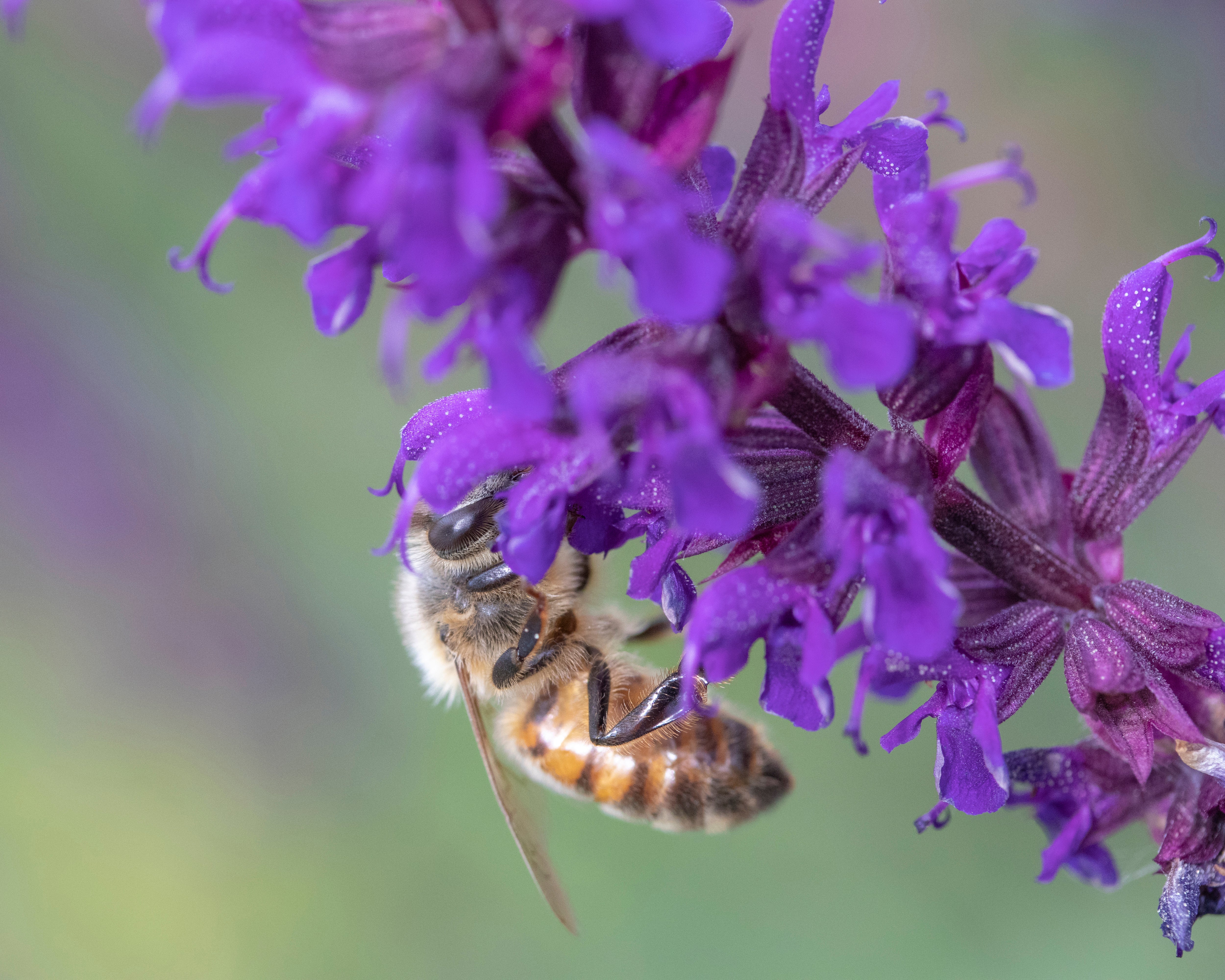 Salvia 'Caradonna' - Image 3