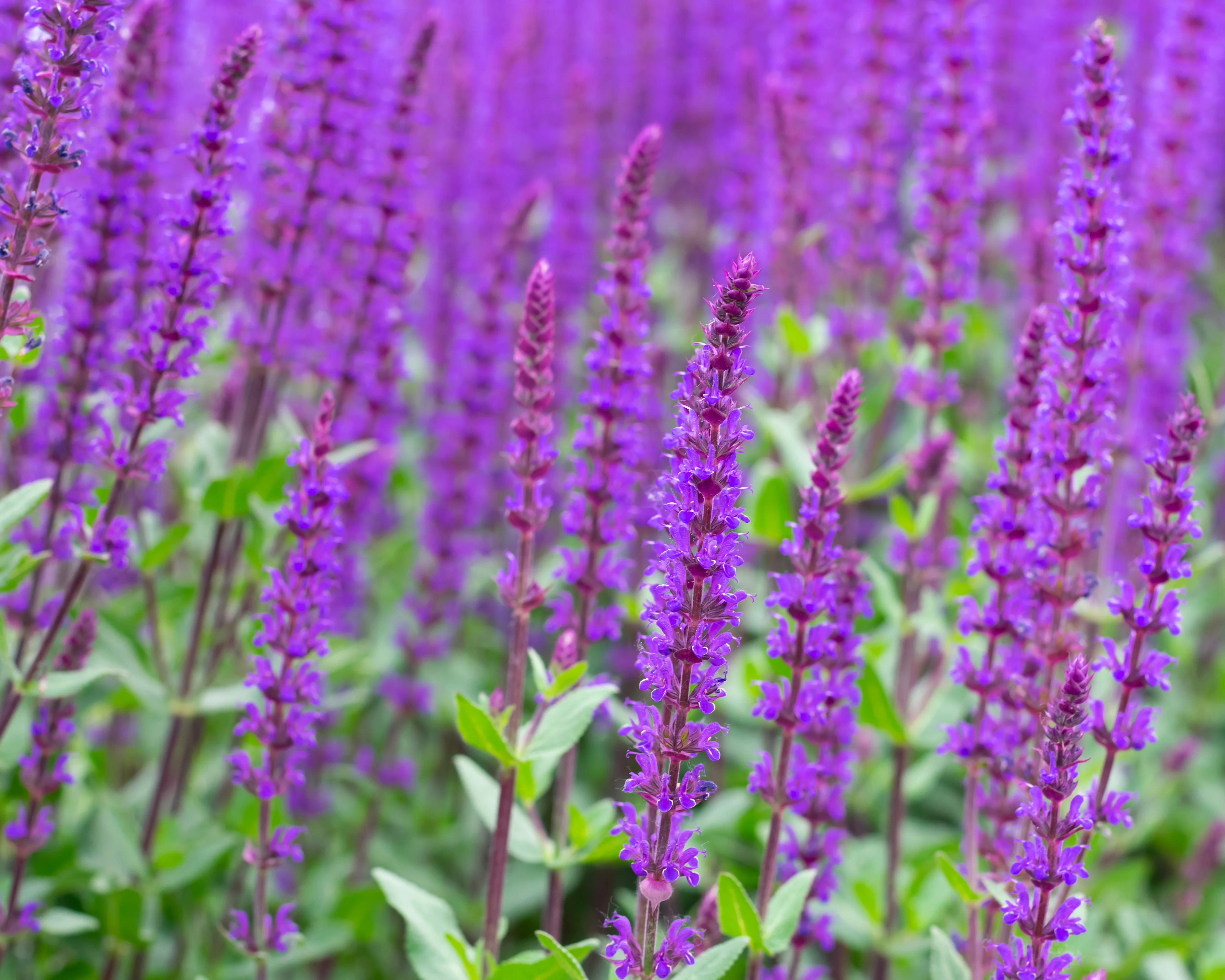 Salvia 'Caradonna' - Image 4